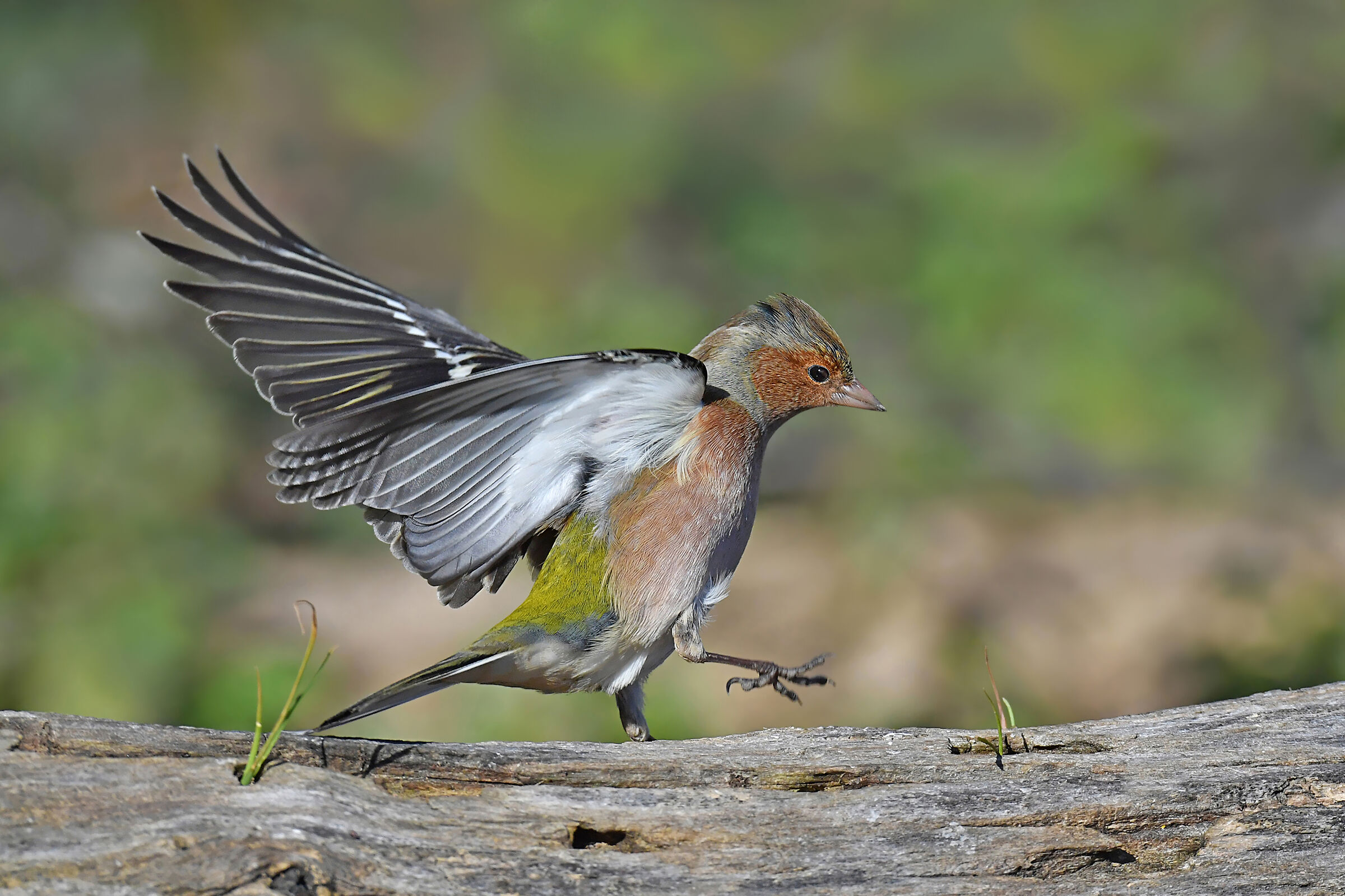 Andare con i piedi di piombo
