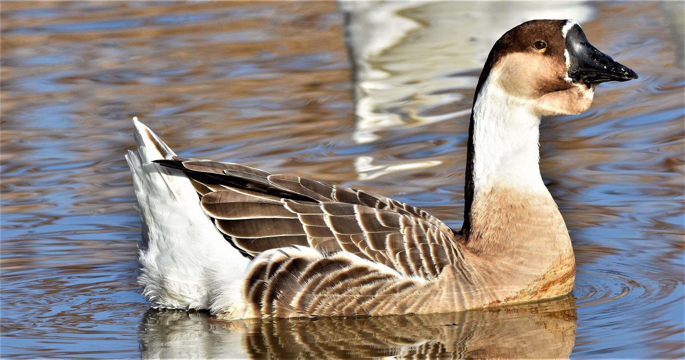 domestic goose