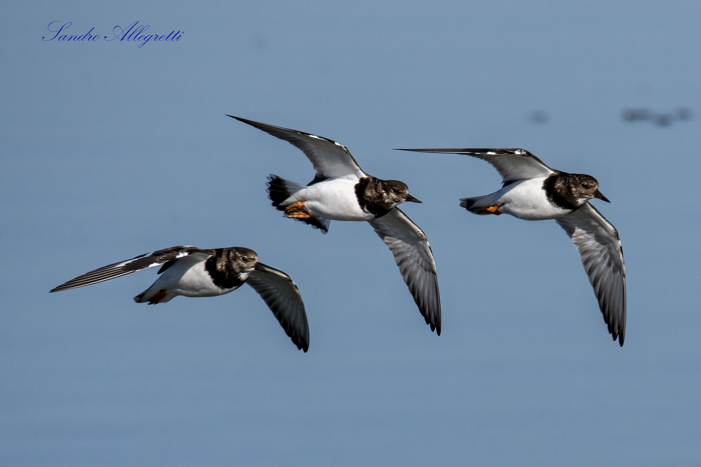Il voltapietre (Arenaria interpres)