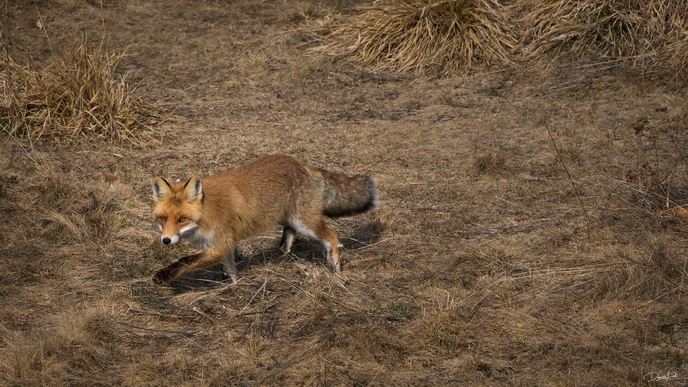 Fox