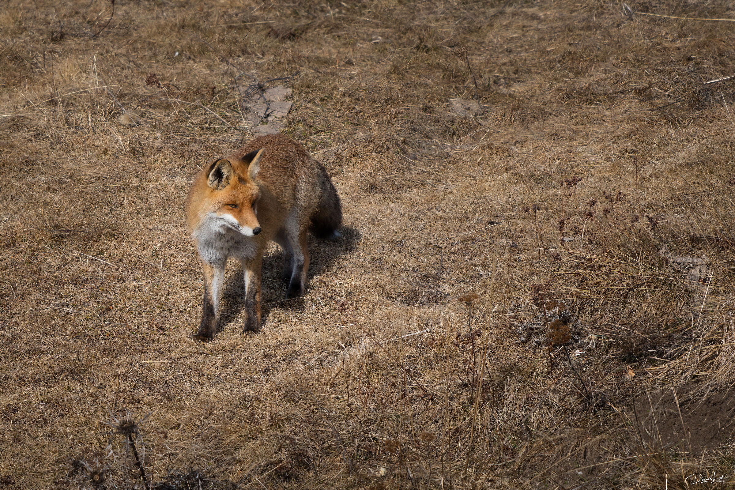 Fox