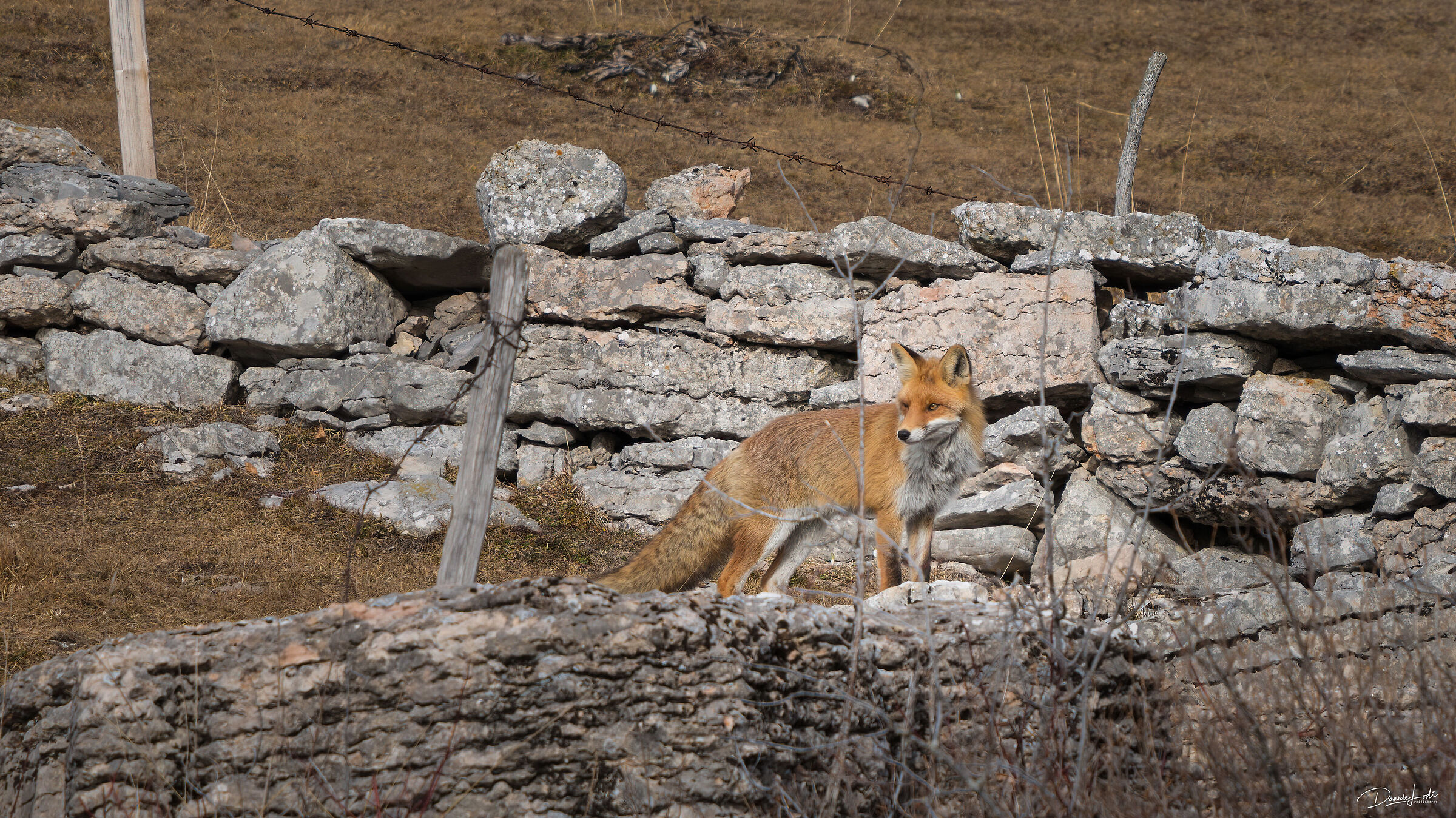 Fox