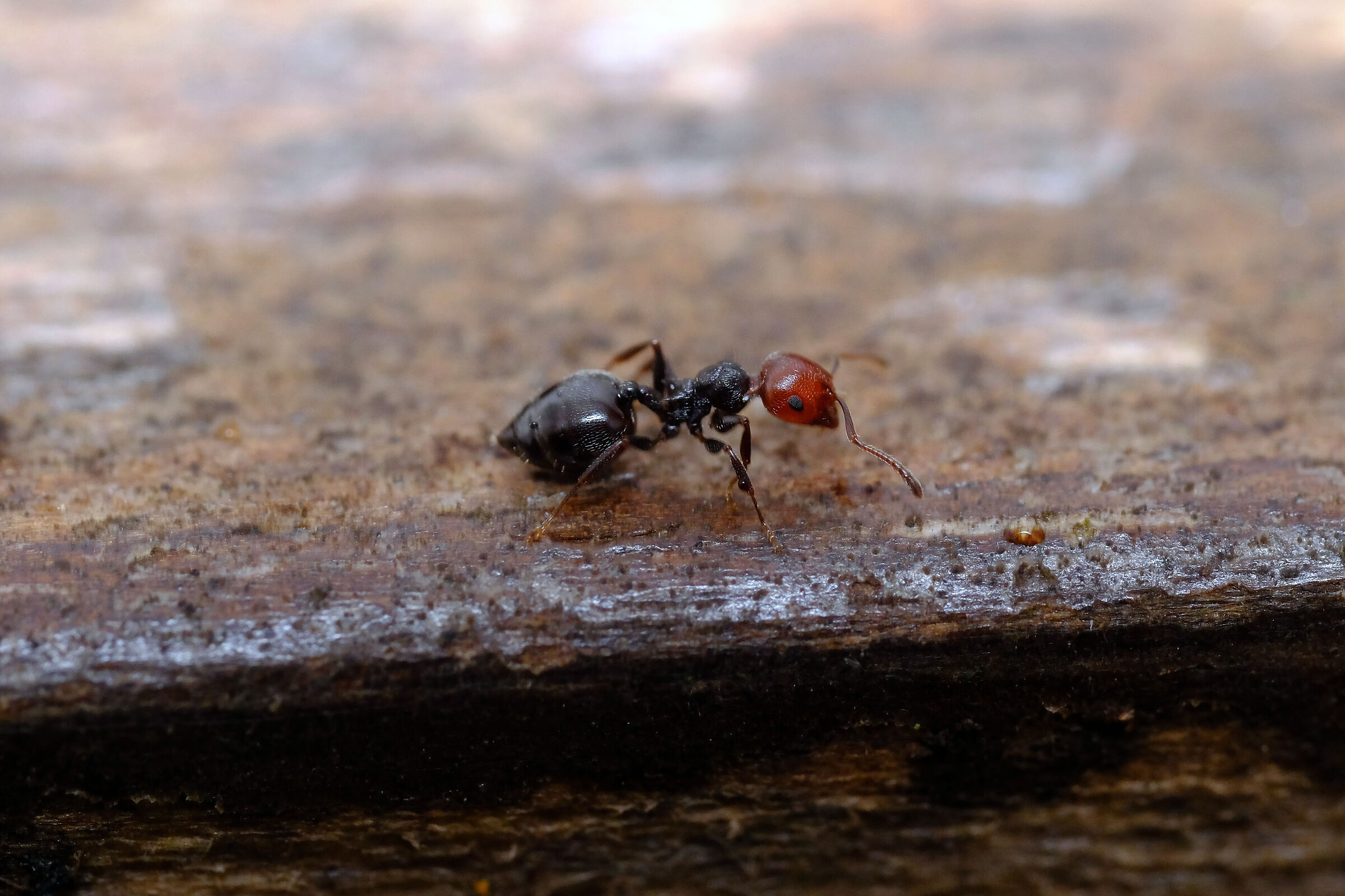 Crematogaster Scutellaris