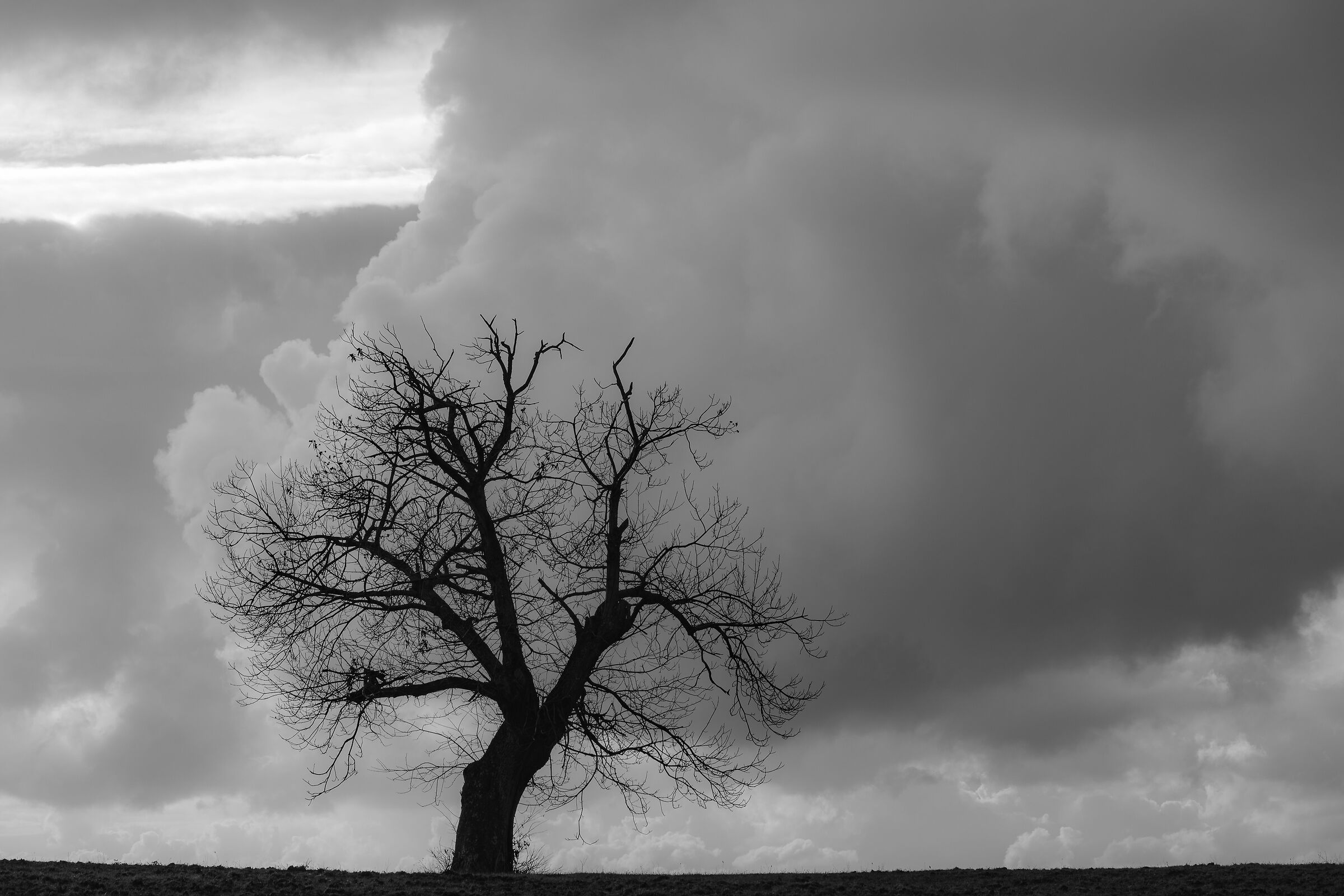 the old Chestnut