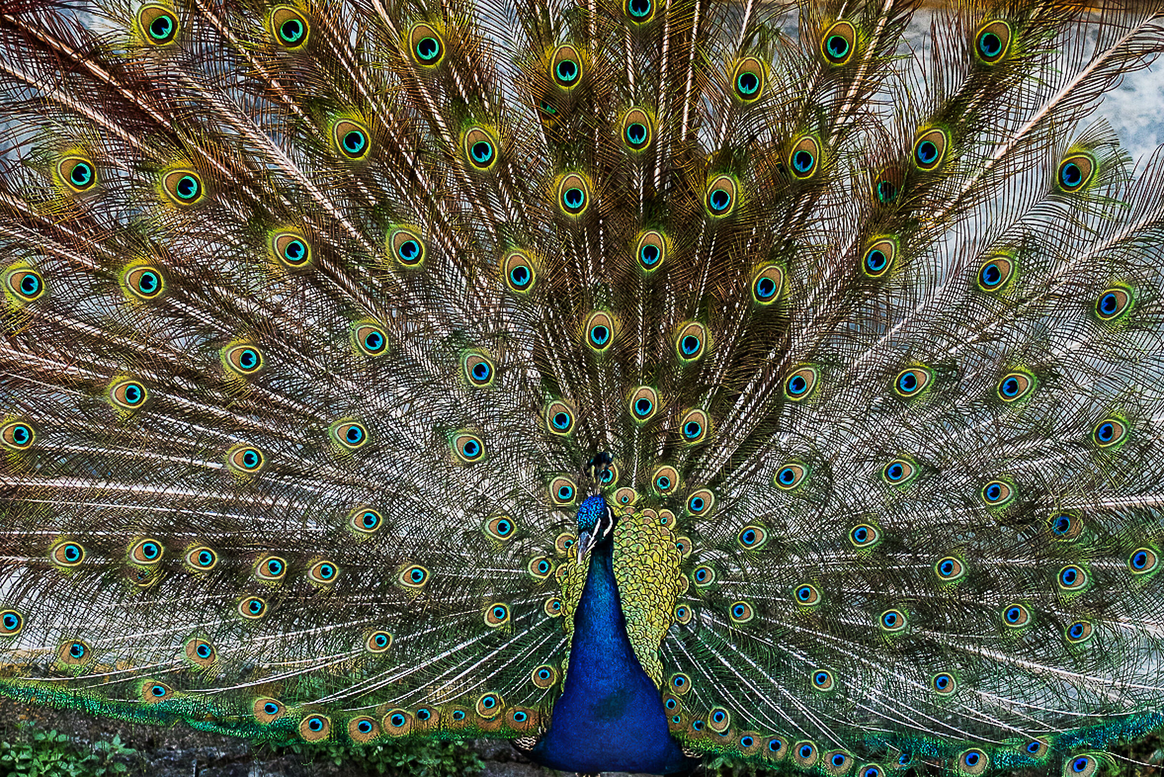 Il più bello del reame