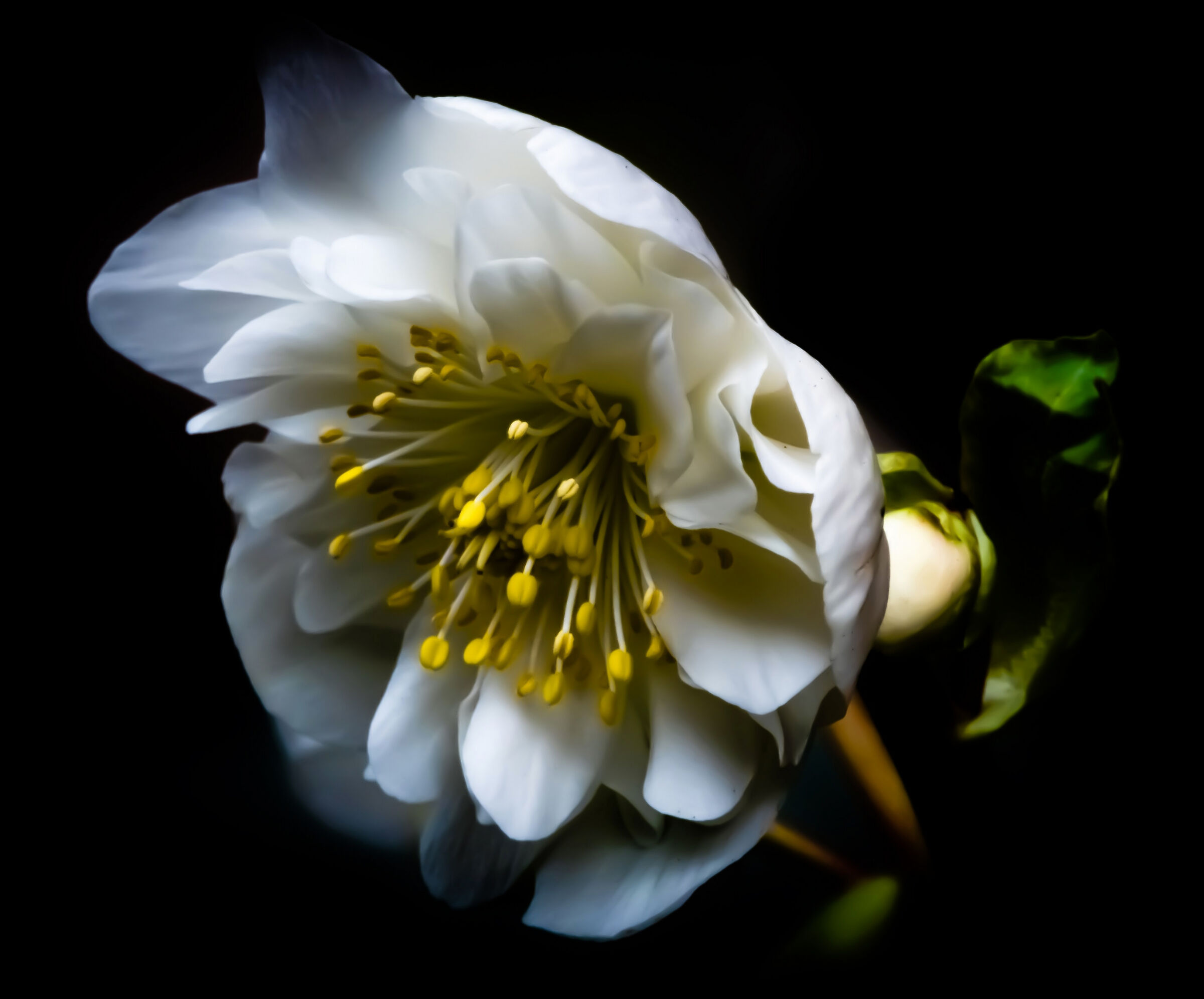 Helleborus niger double