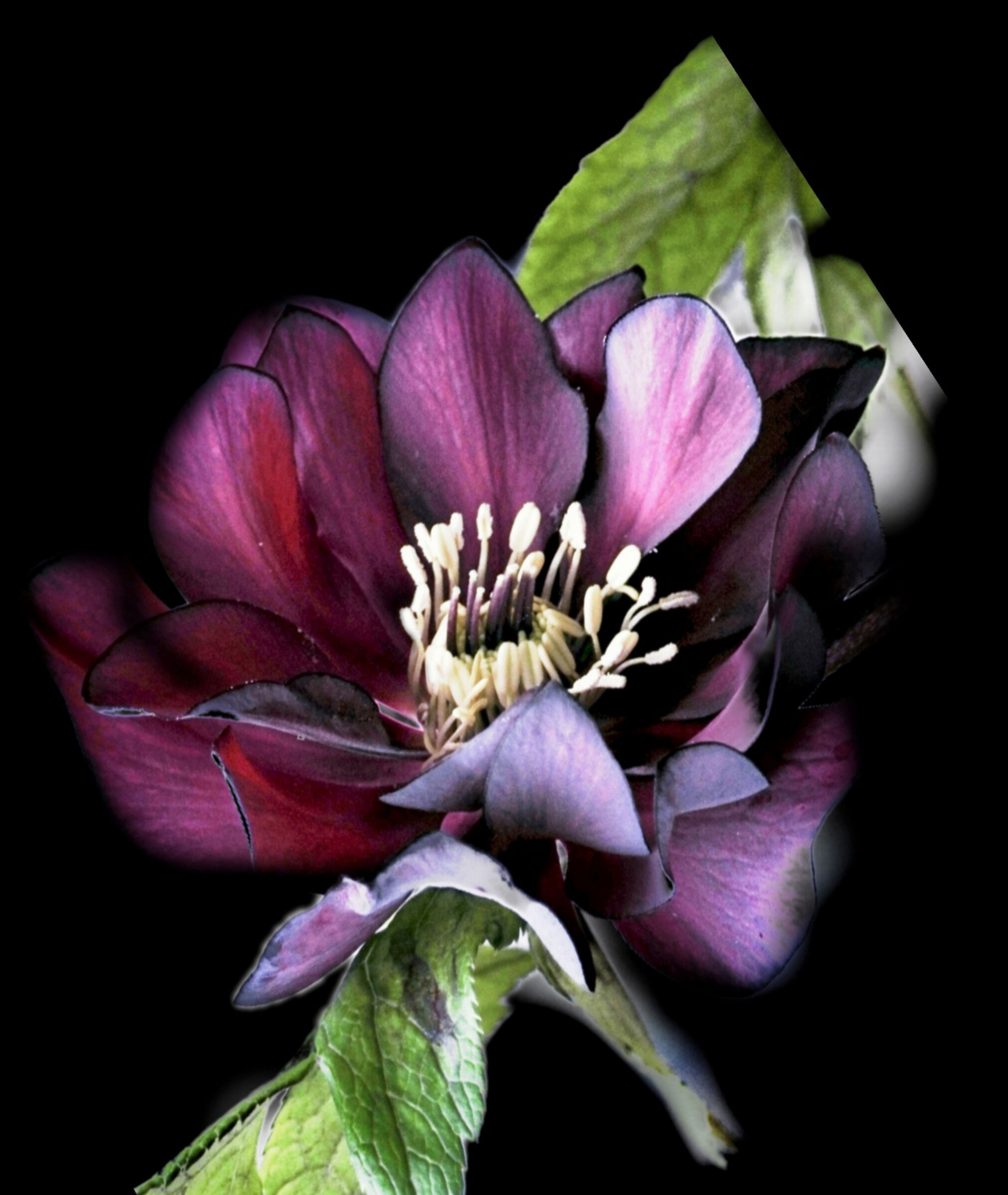 Helleborus ibrido doppio blu