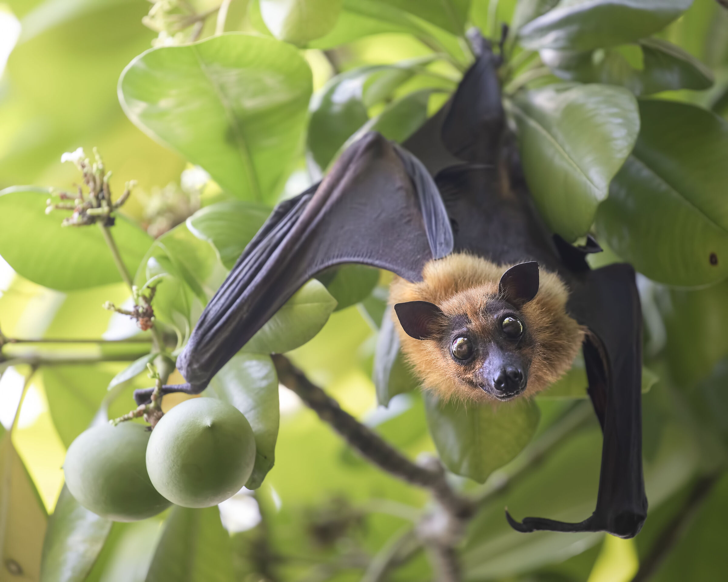 Volpe Volante Indiana (Pteropus Giganteus)