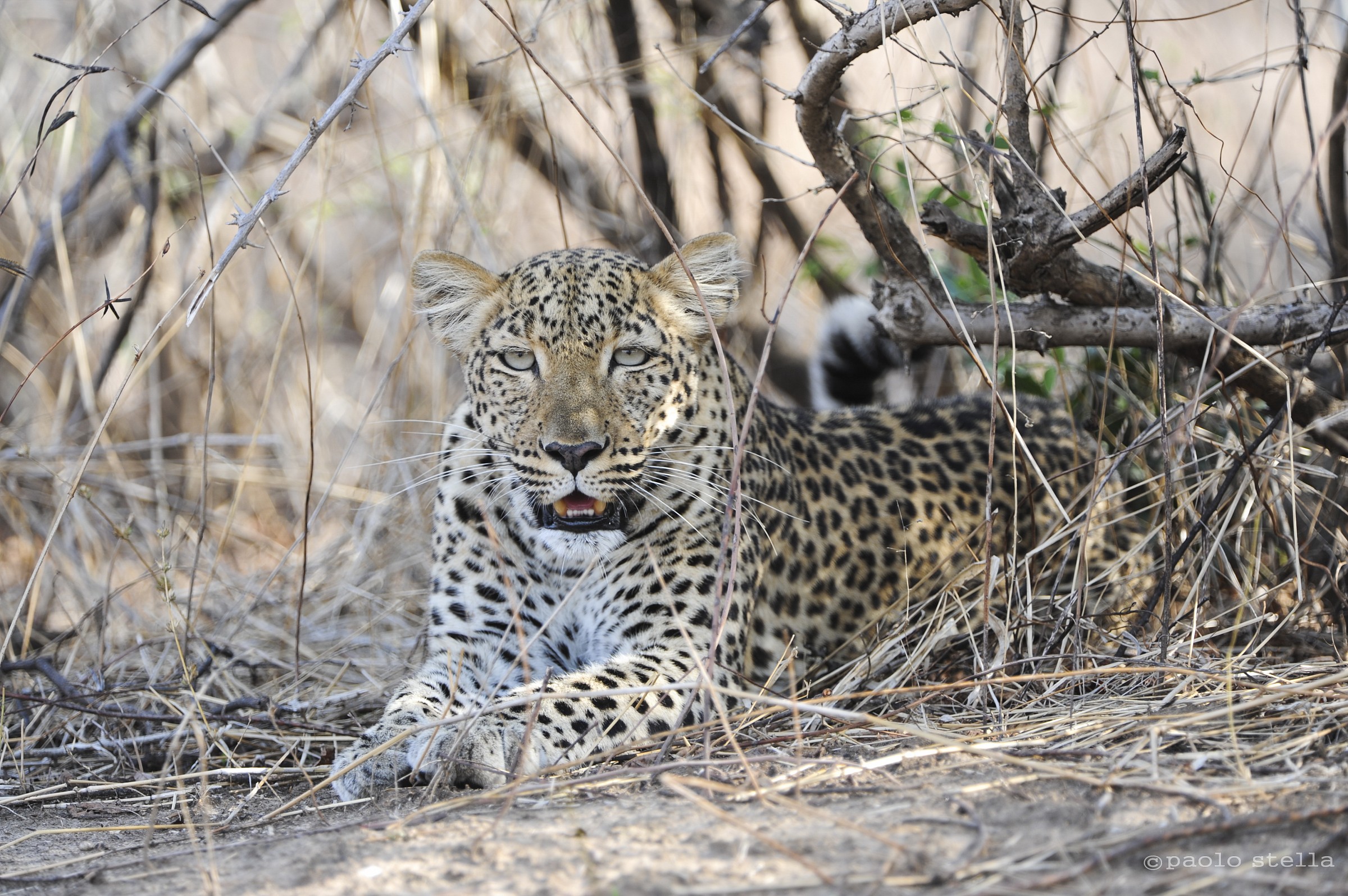 Leopard in the bush