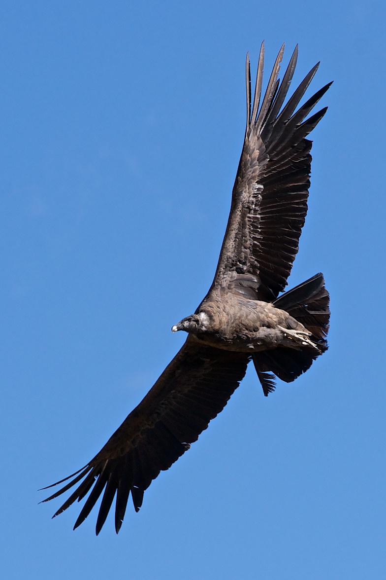 Condor Andino (immaturo)