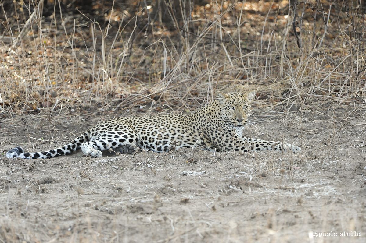 resting in the shadow