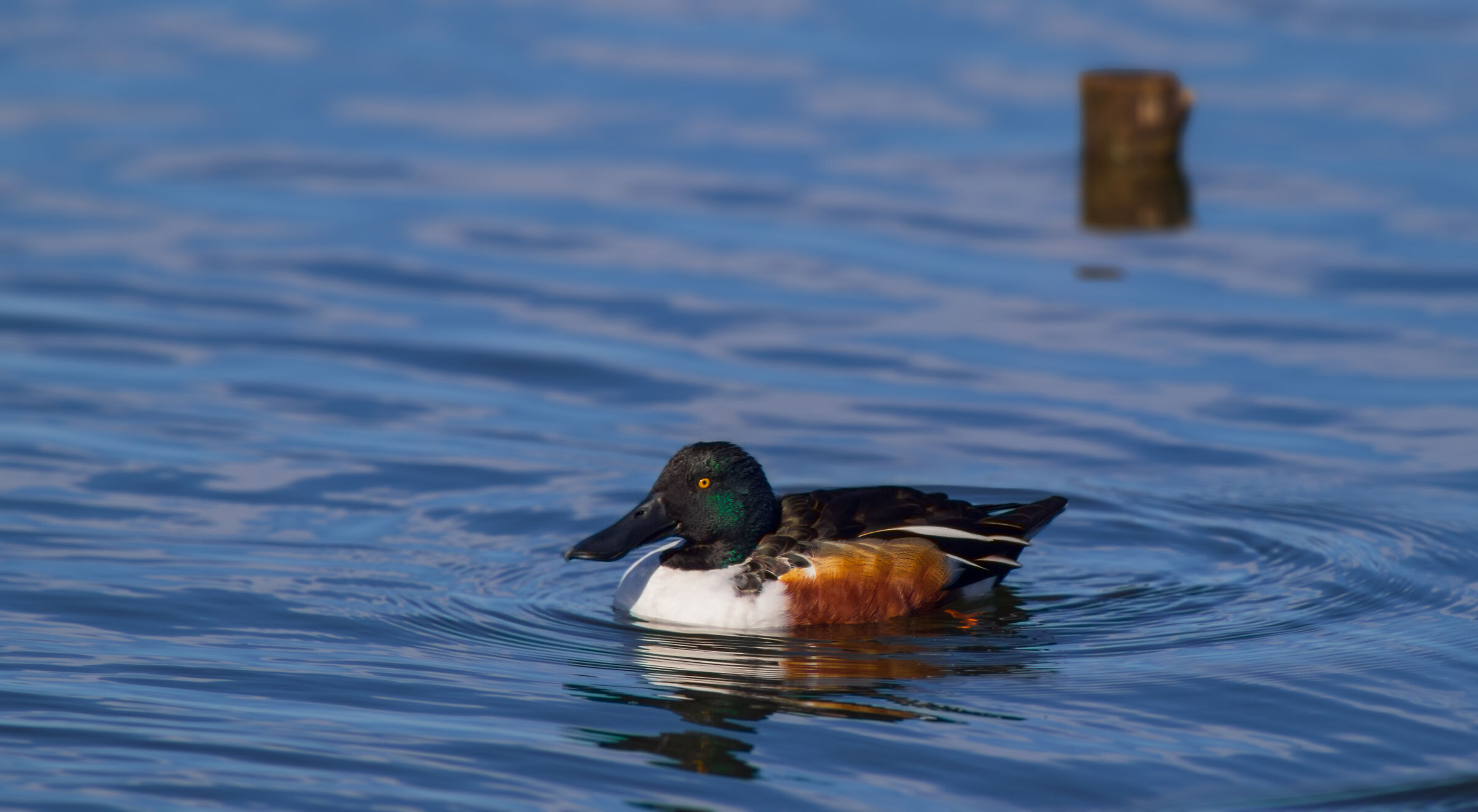 Duck