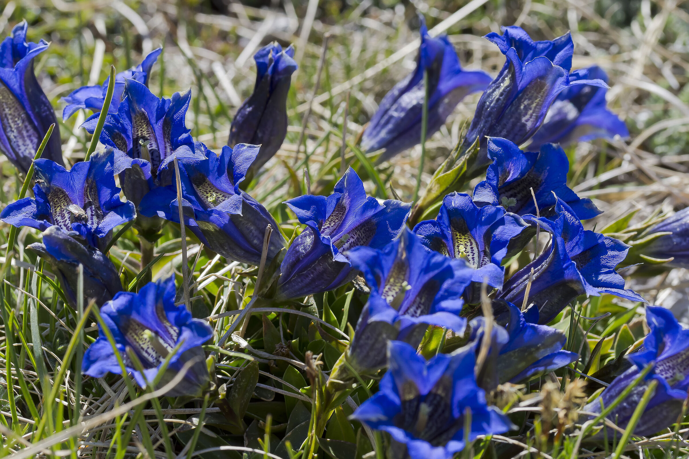 Genziana apuanica
