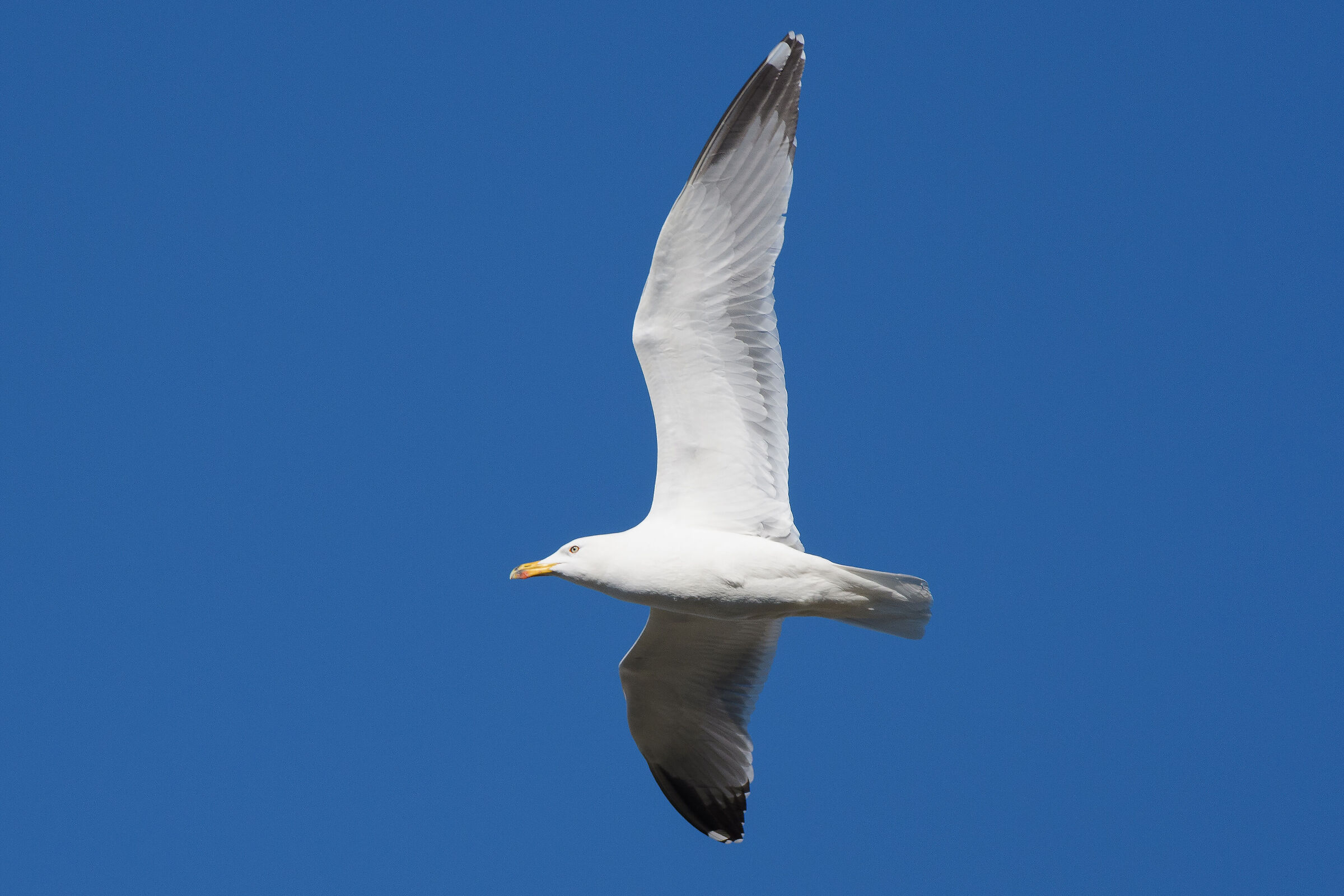Gull