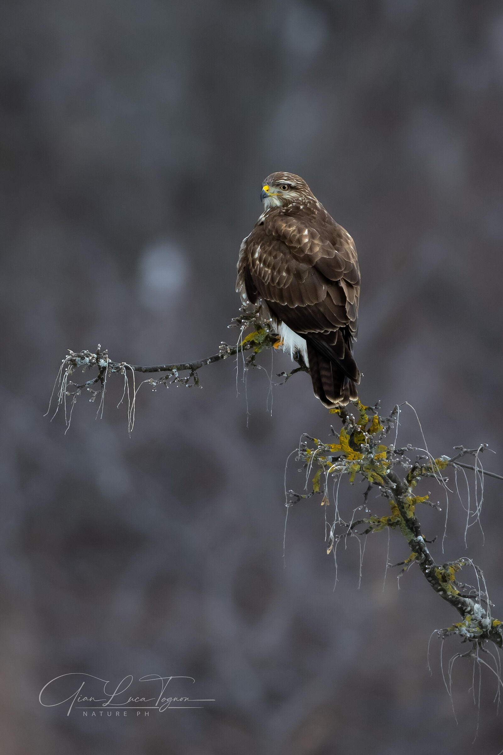 Vigilant waiting for | Watchful waiting