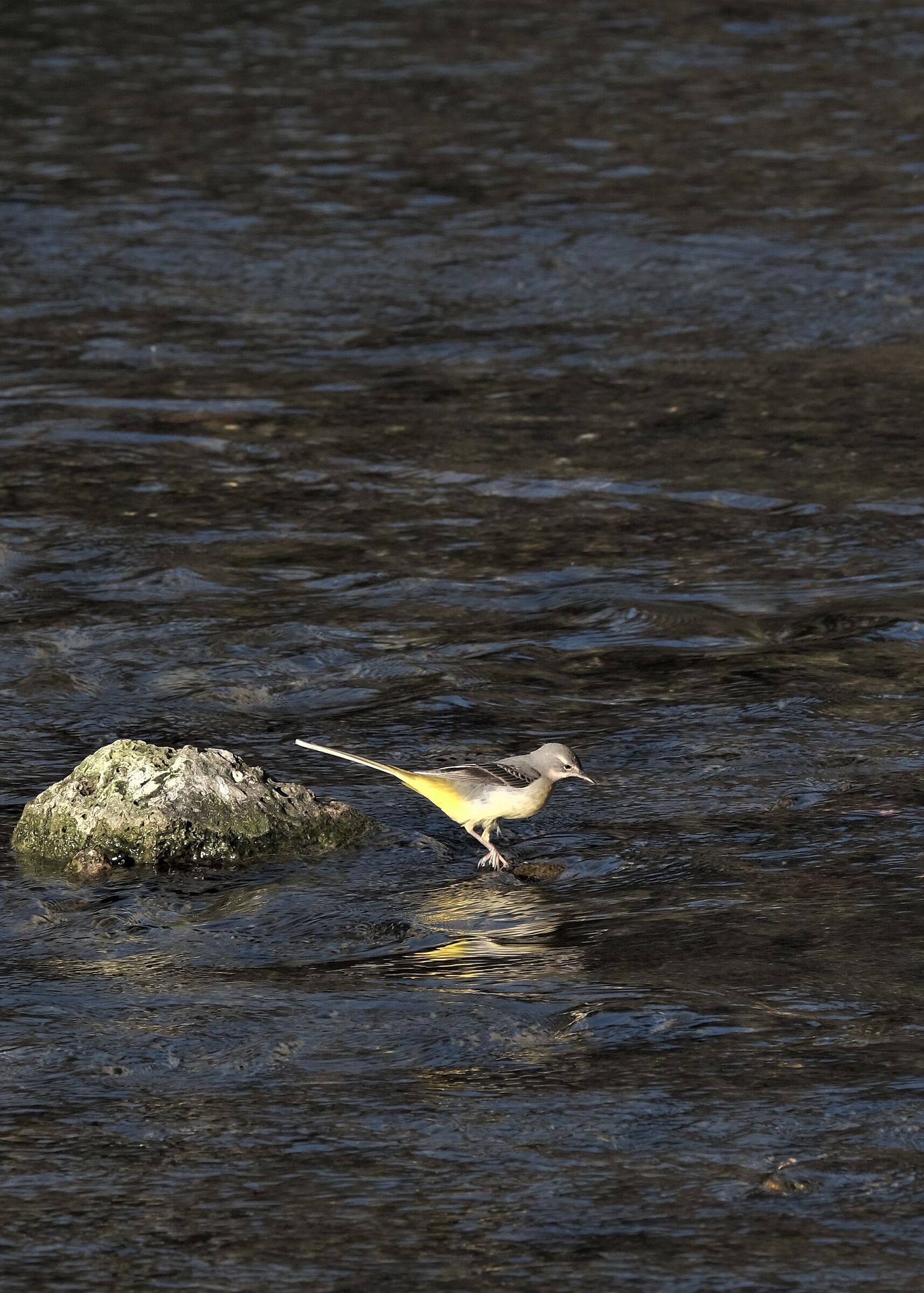 Grey wagtail