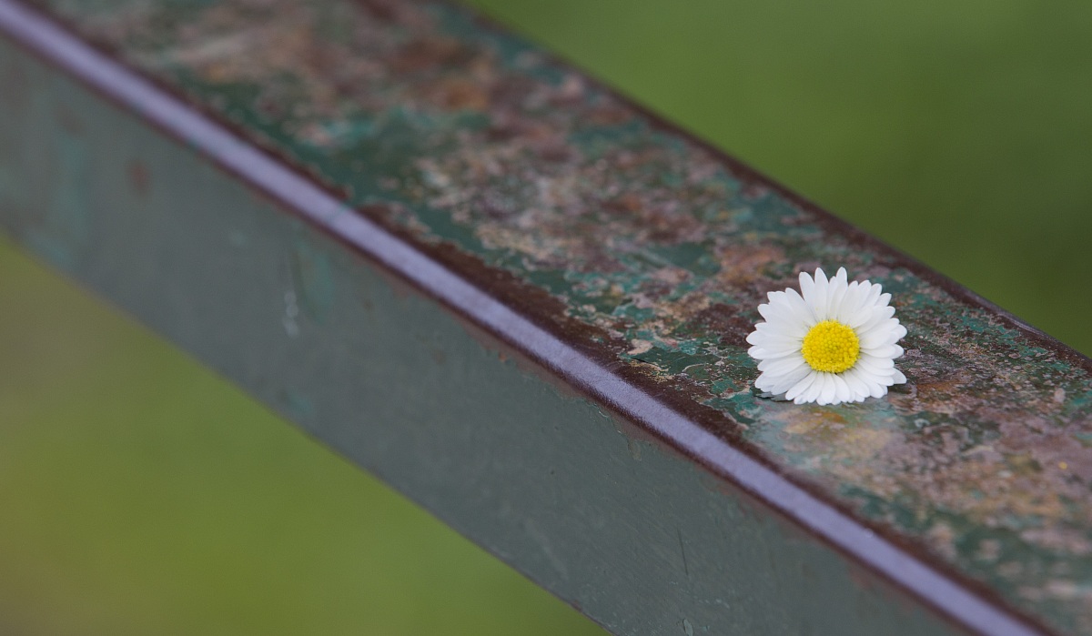 A spasso nel parco incontro Margherita!!!