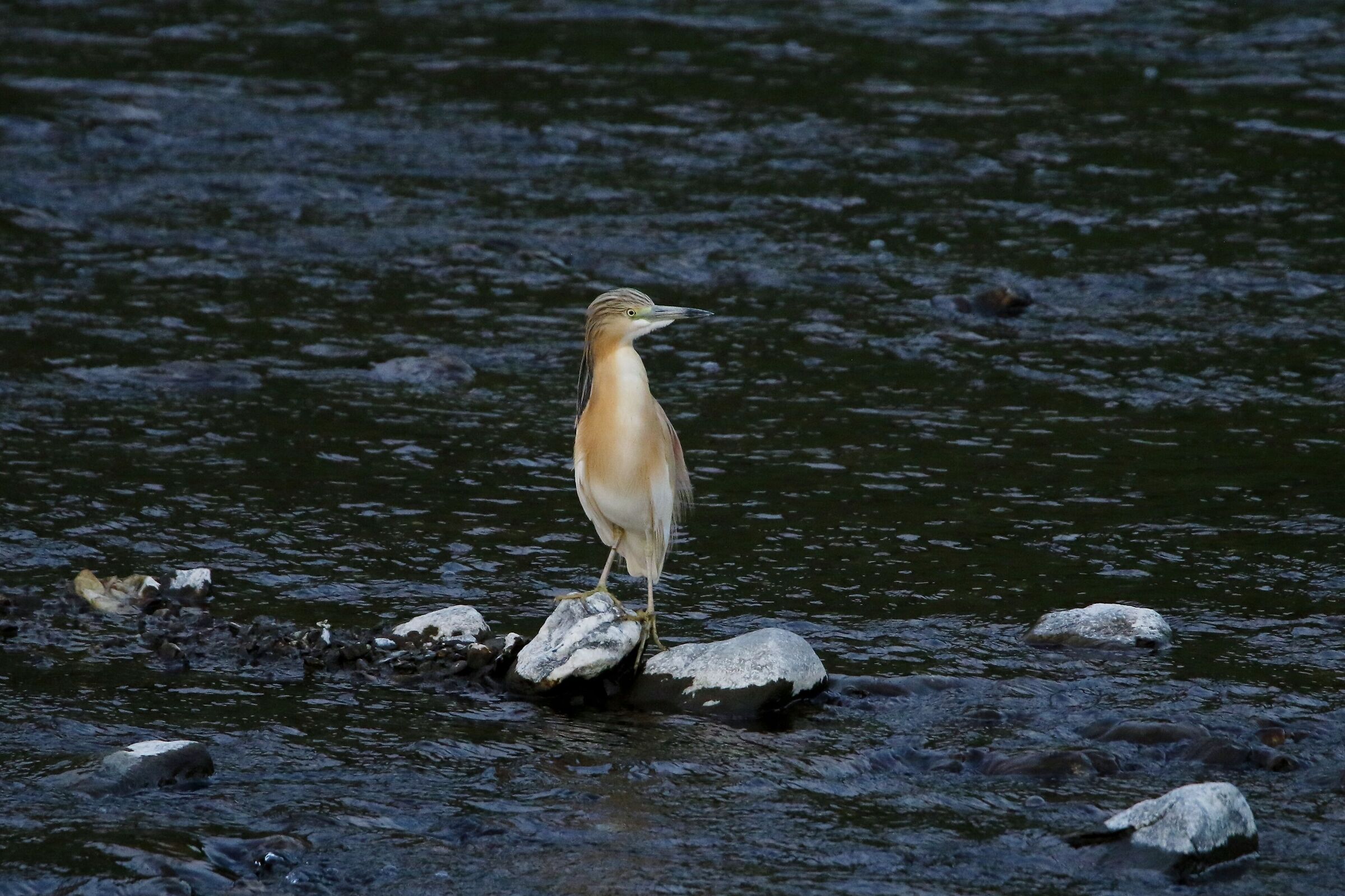 Sgarza ciuffetto ( Ardeola Ralloides)