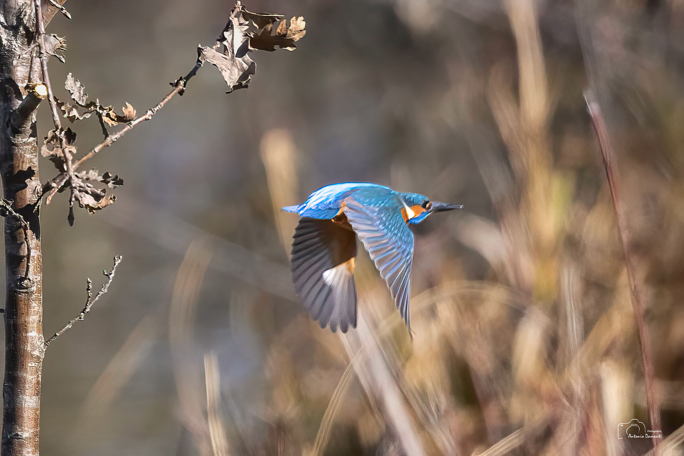 Martino in flight