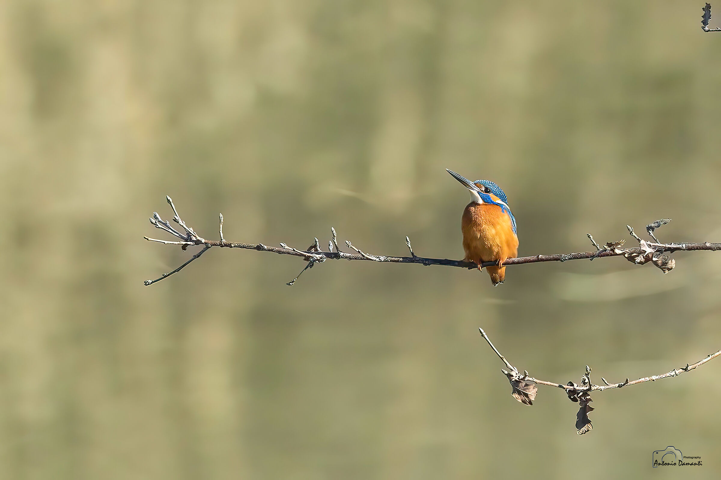 Martin on the branch