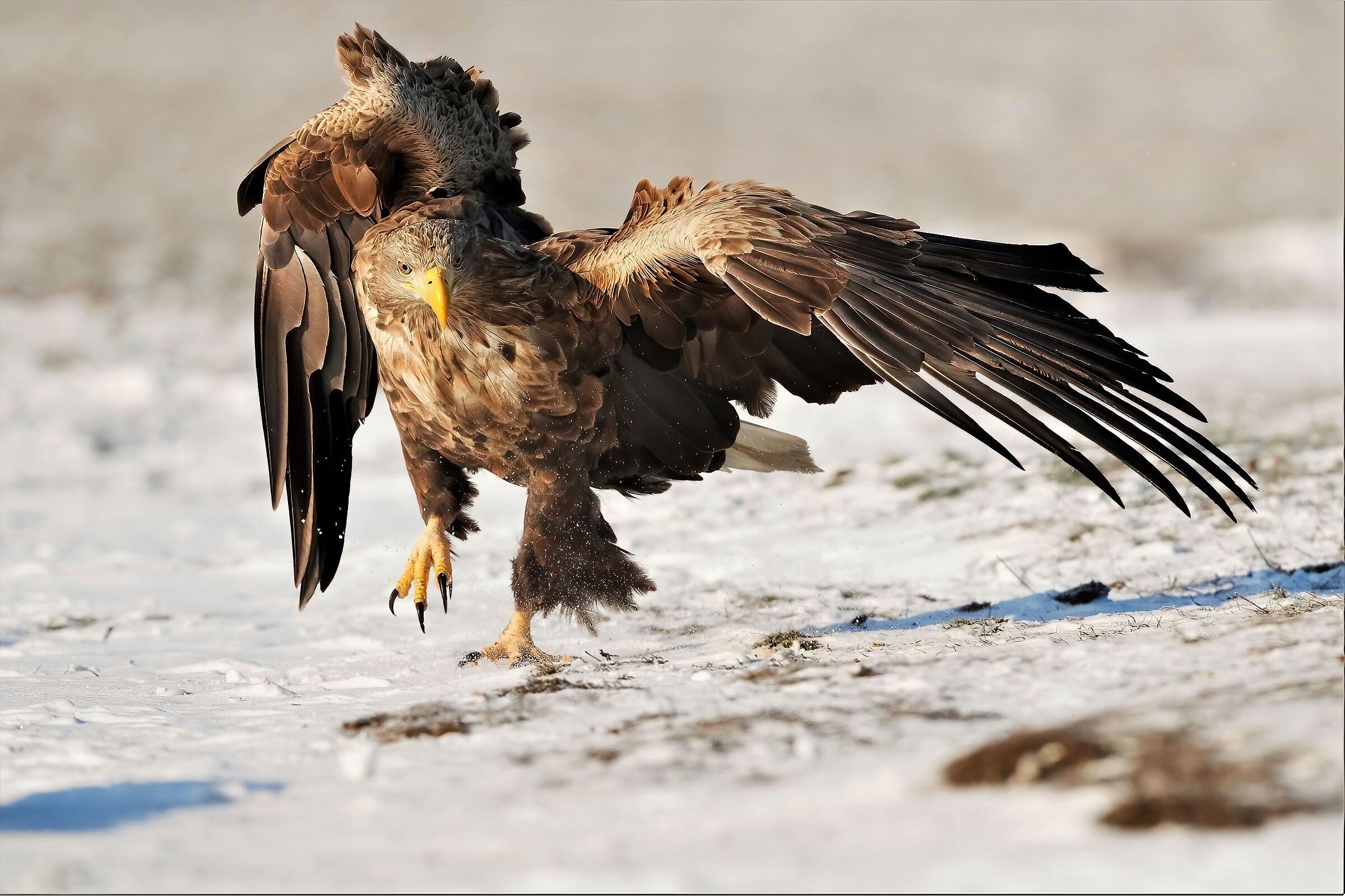 aquila di mare codabianca