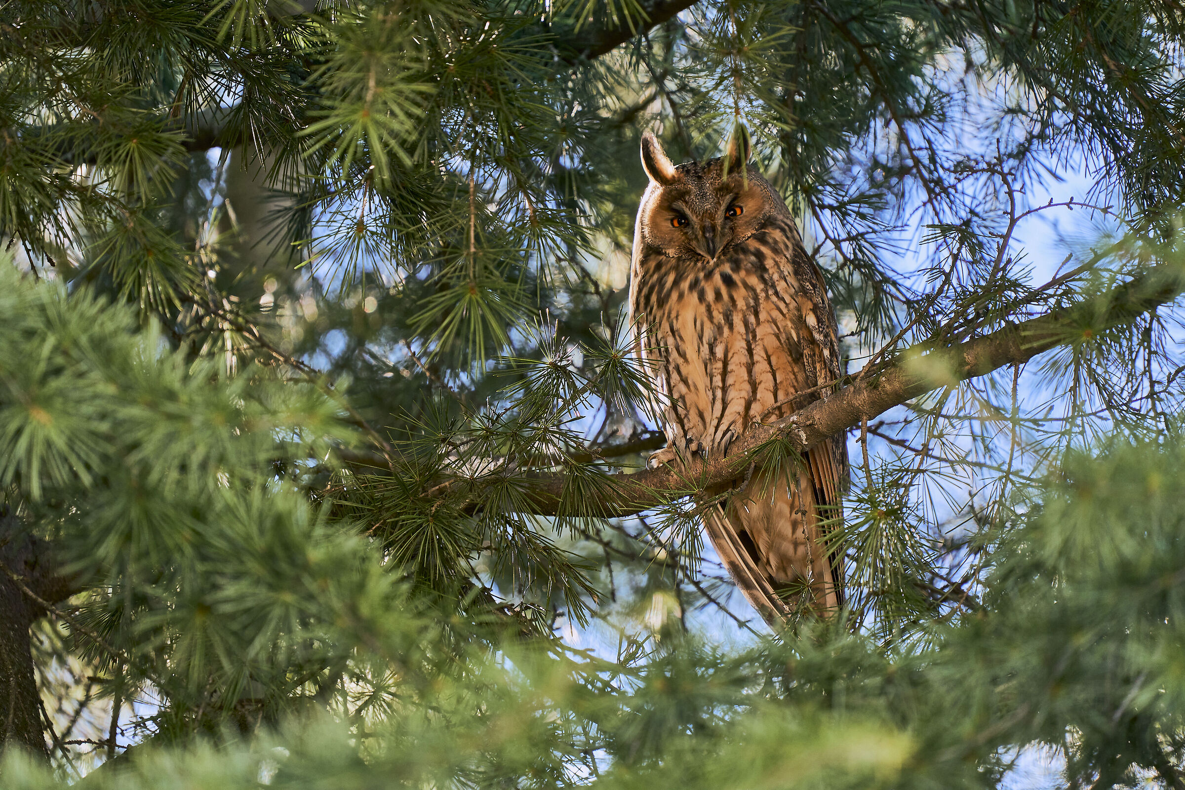 Owl