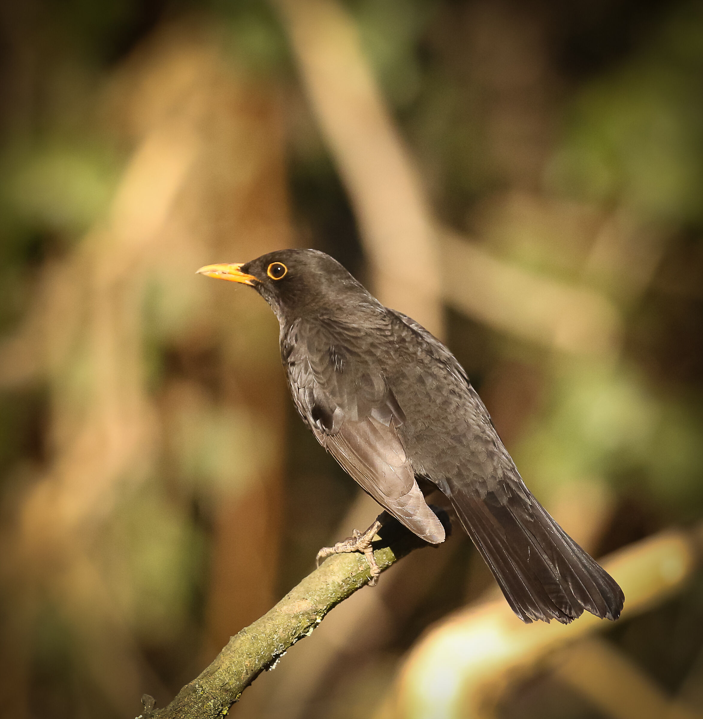 Blackbird boy!