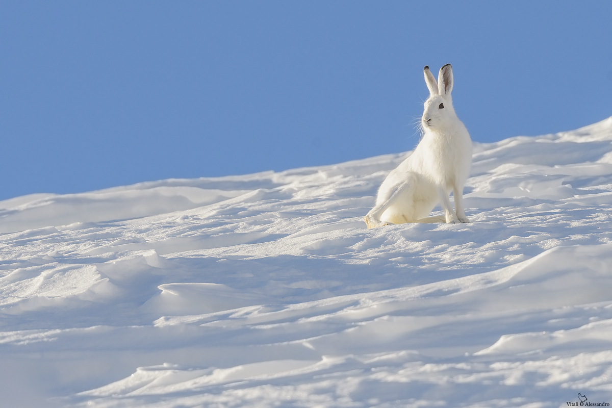 White hare