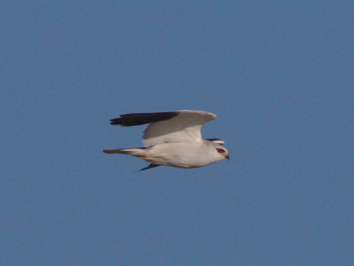 White kite