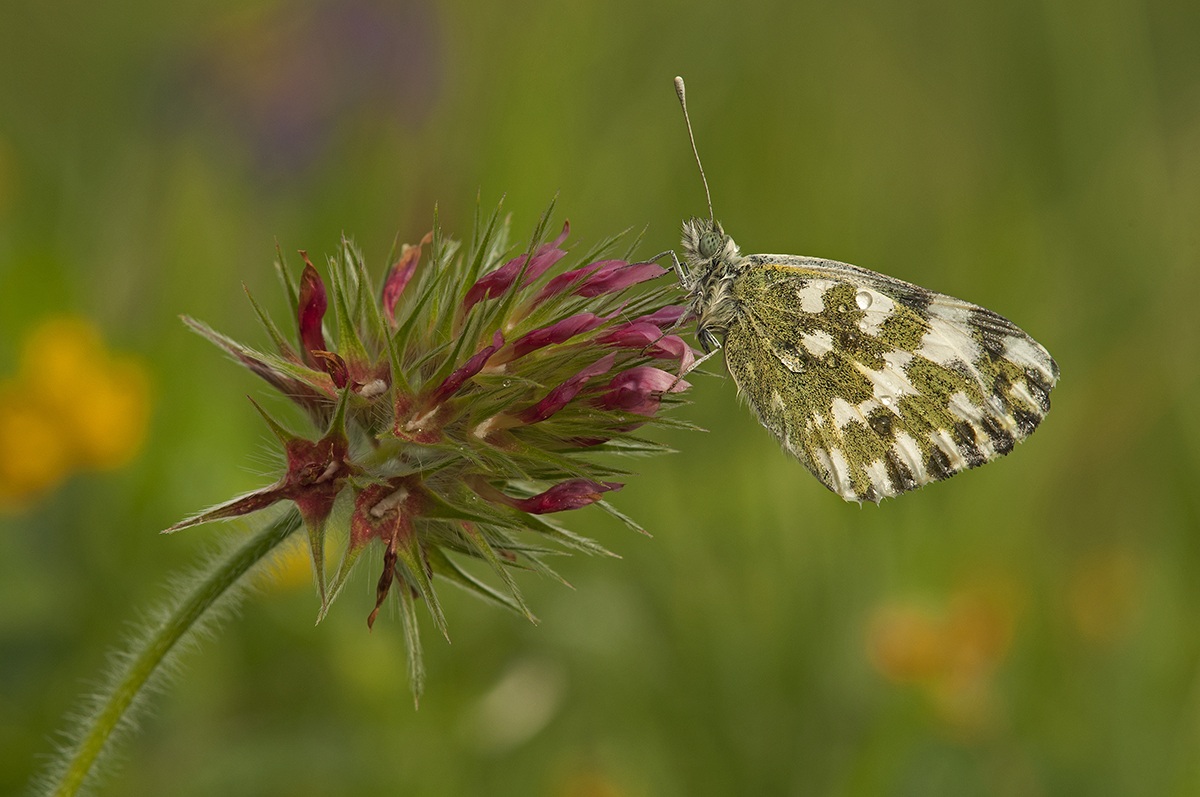 Pontia edusa (Fabricius, 1777)