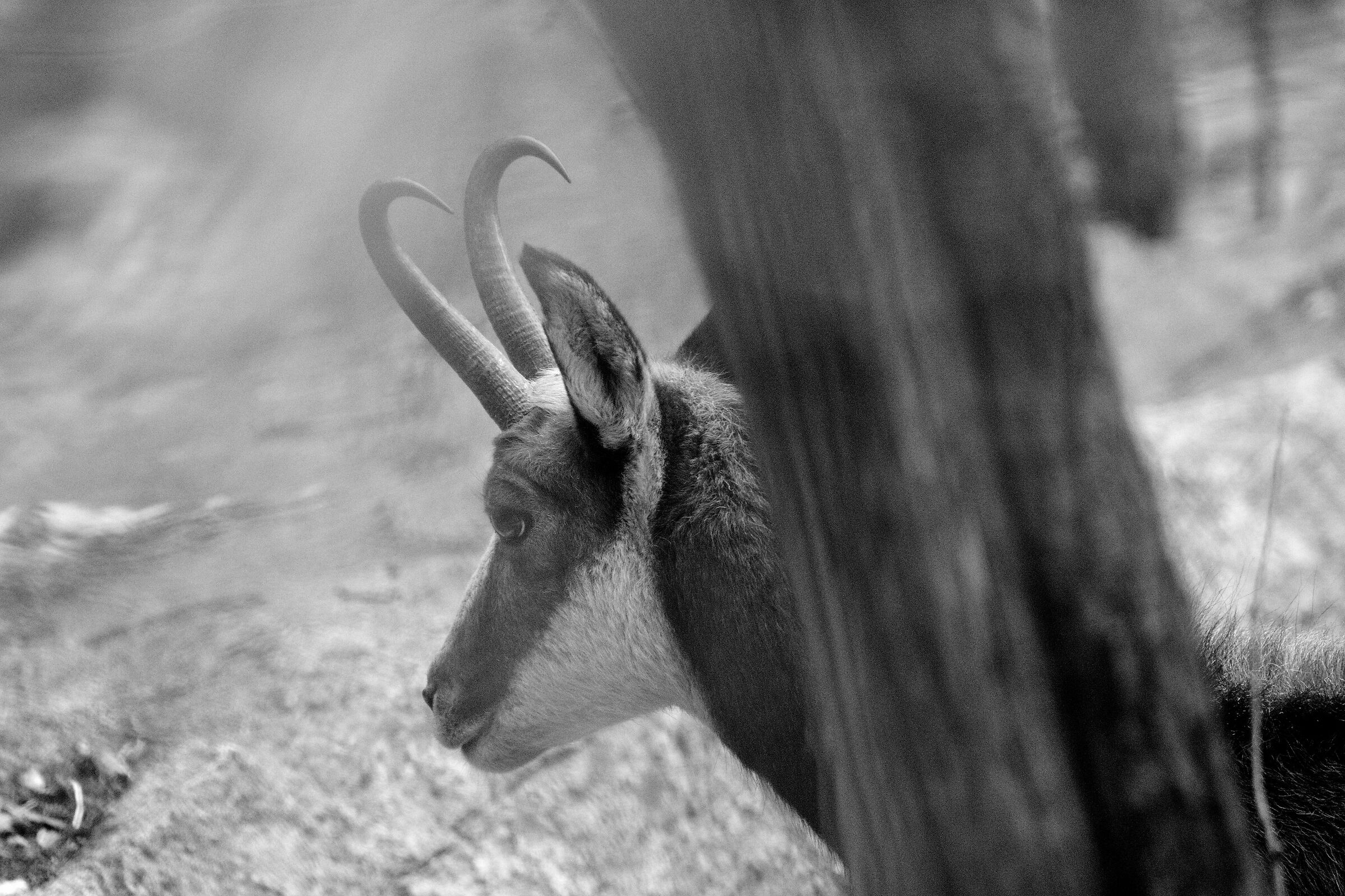 ancora tu?!............ io sono ancora qua,e gia!!!!!!!