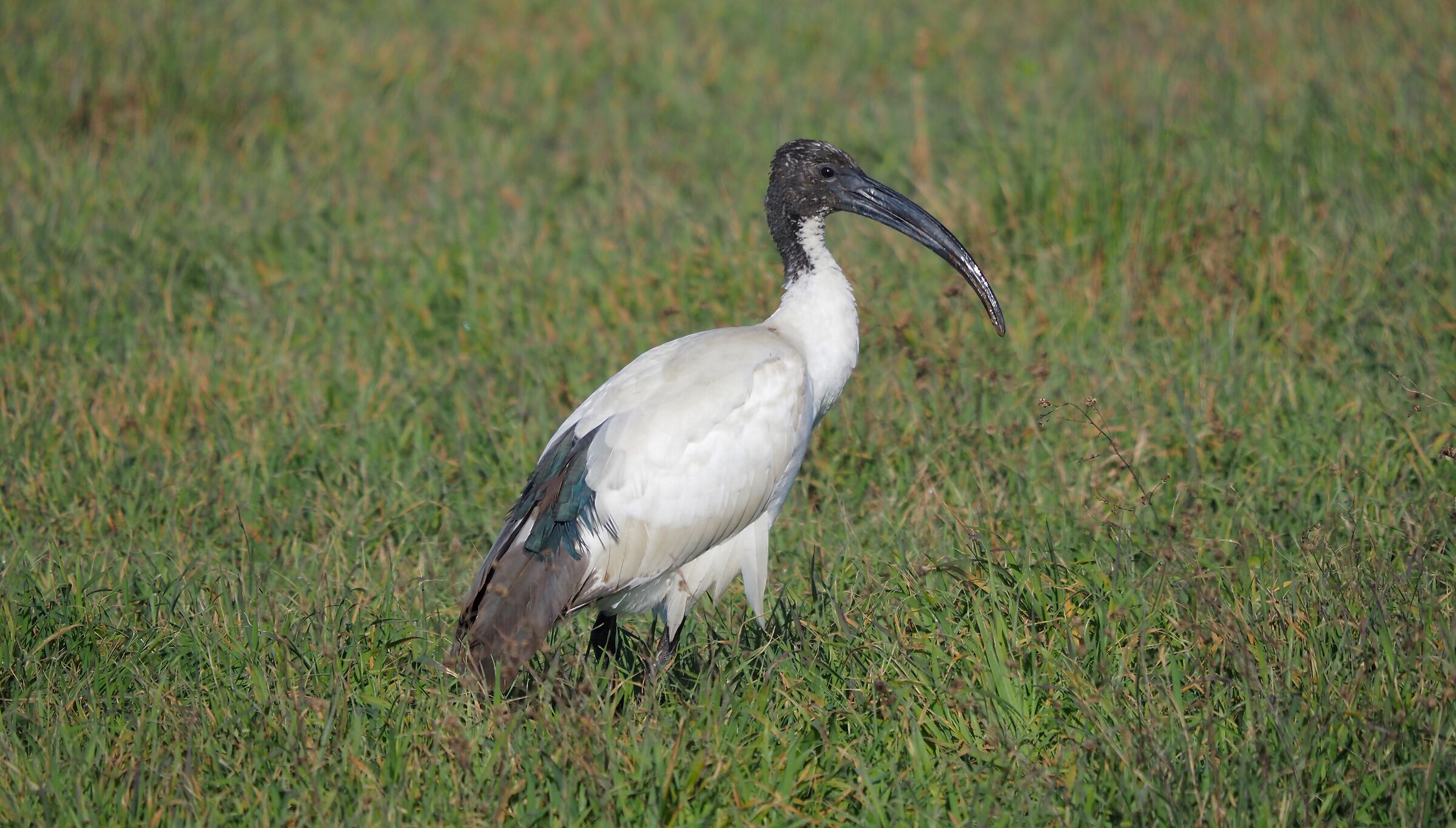 Sacred Ibis