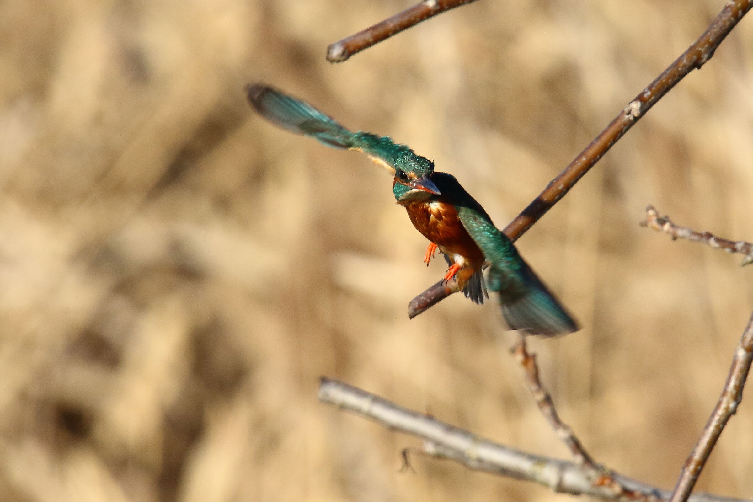 la Martina spicca il volo
