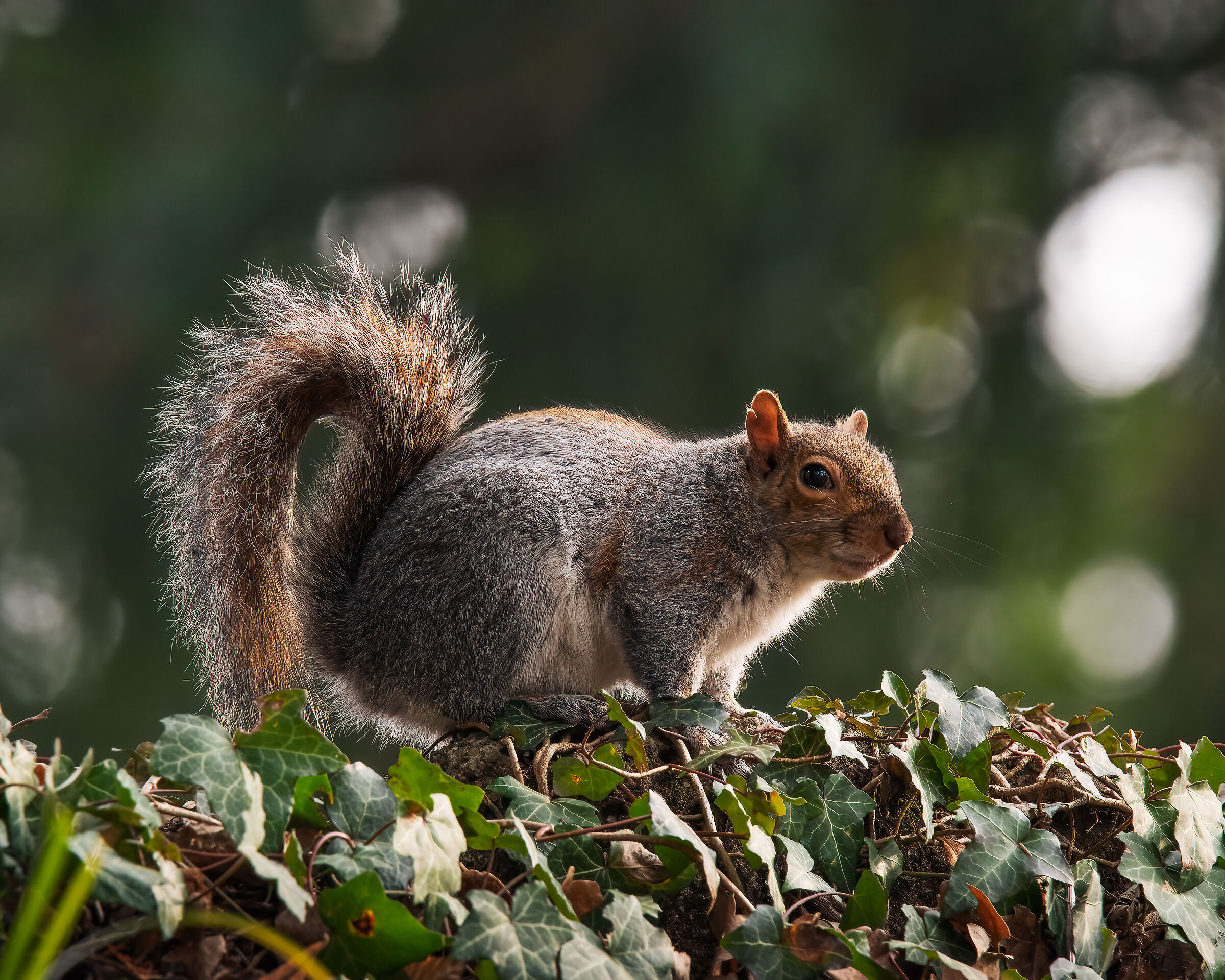 North American Grey Squirrel