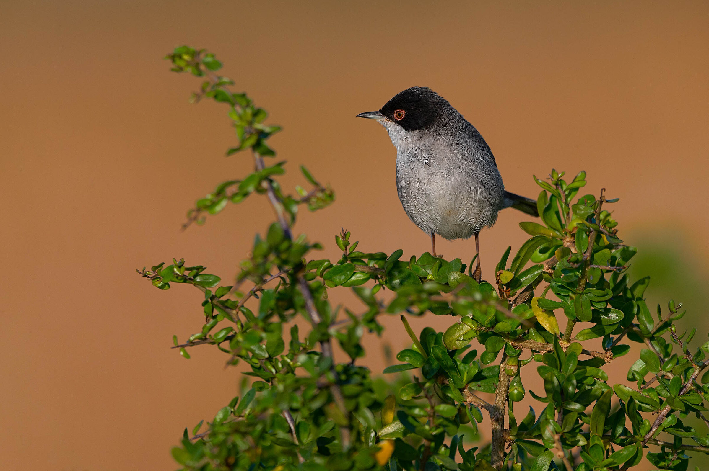 Pallina di piume al tramonto