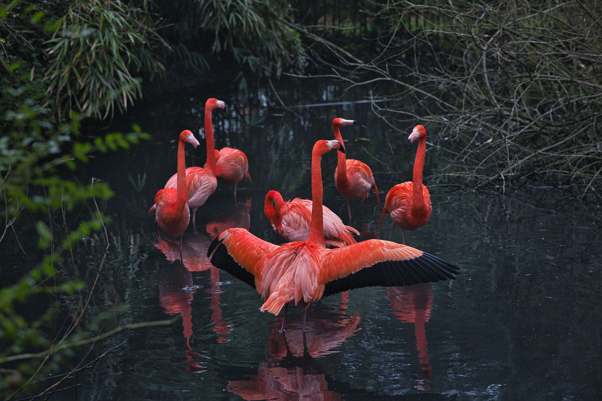 direttore di orchestra