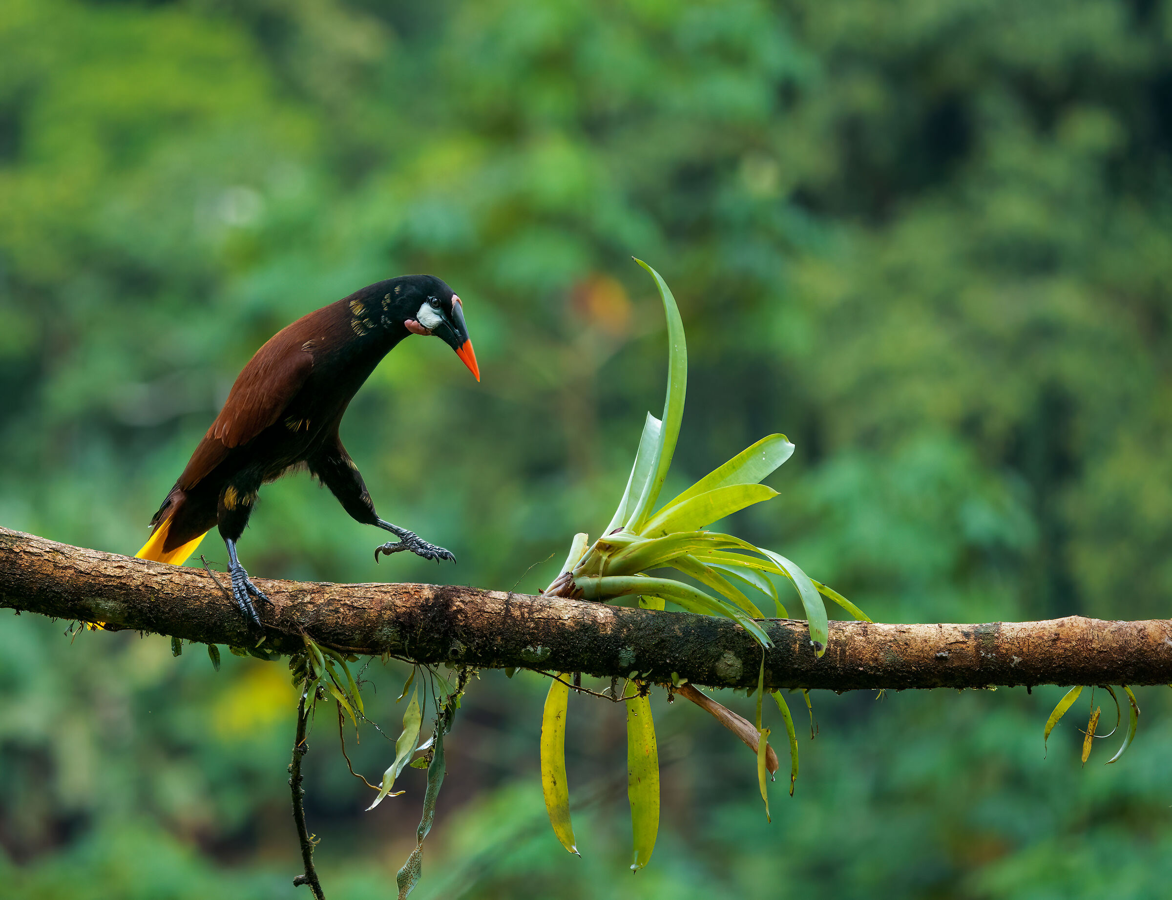 Montezuma Oropendola