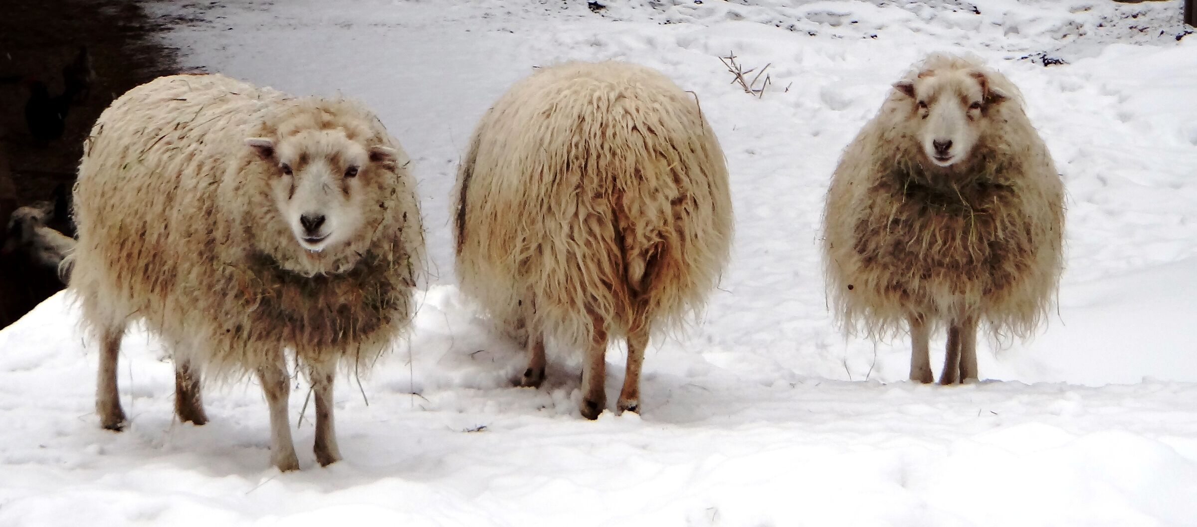 The curious, the grumpy, the impeccable
