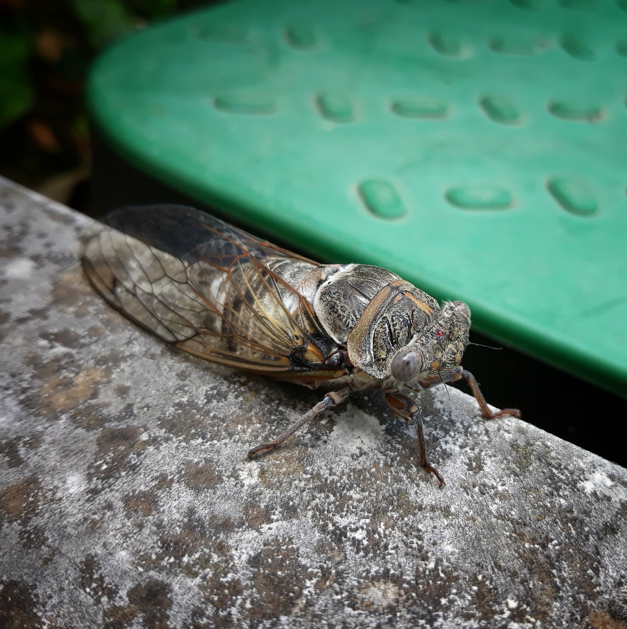 Cicada