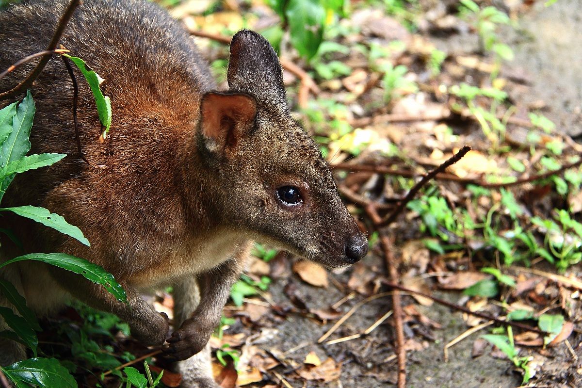 Red-necked Pademelon