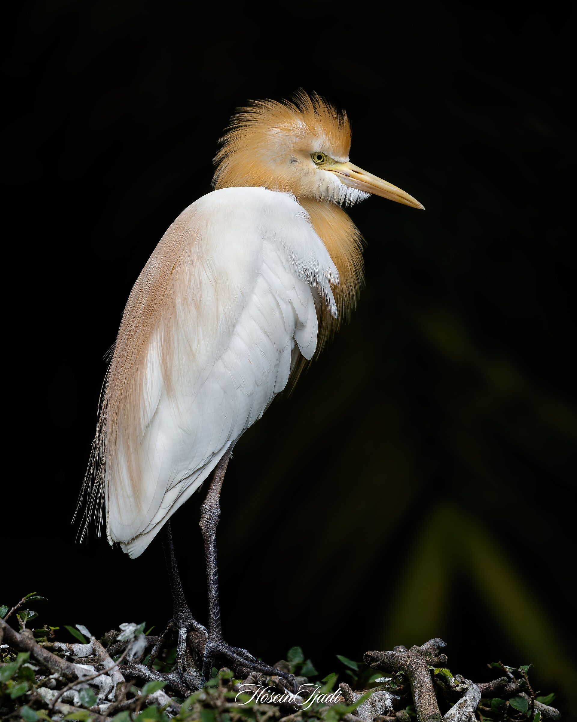 Eastern cattle egret