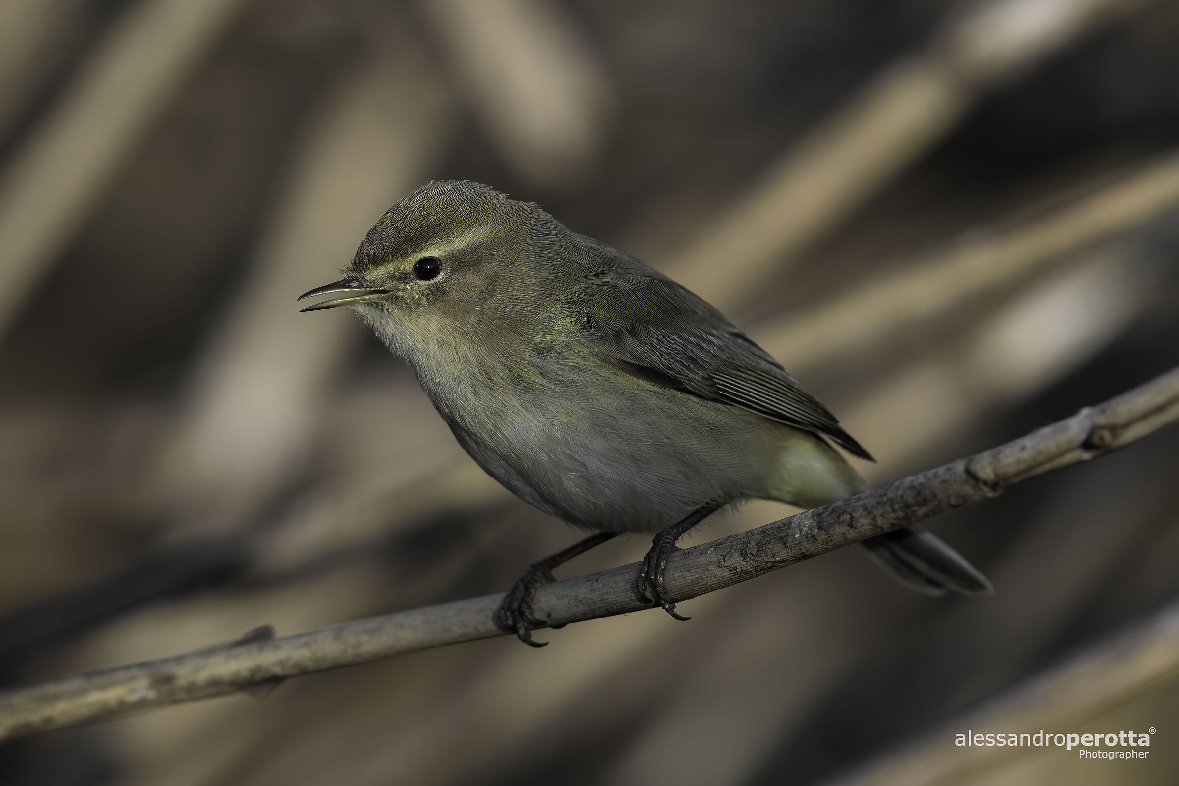 Phylloscopus collybita