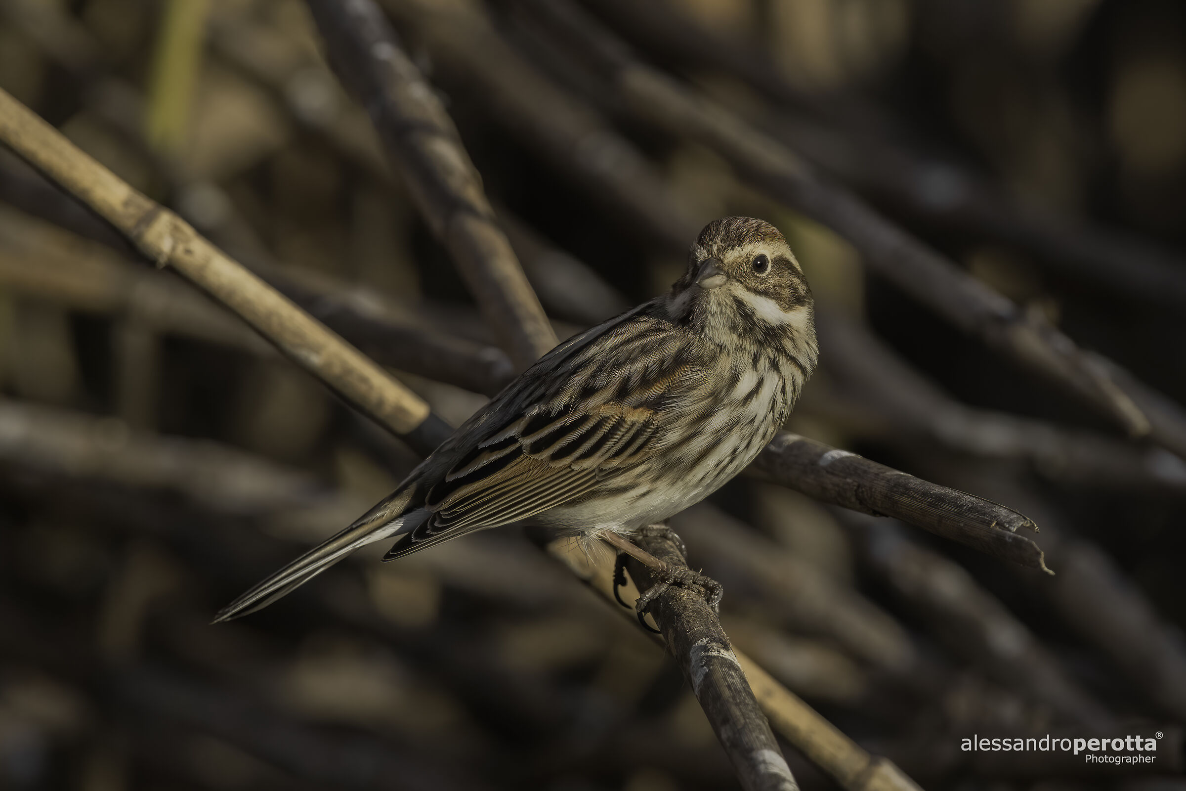 Emberiza schoeniclus (F)
