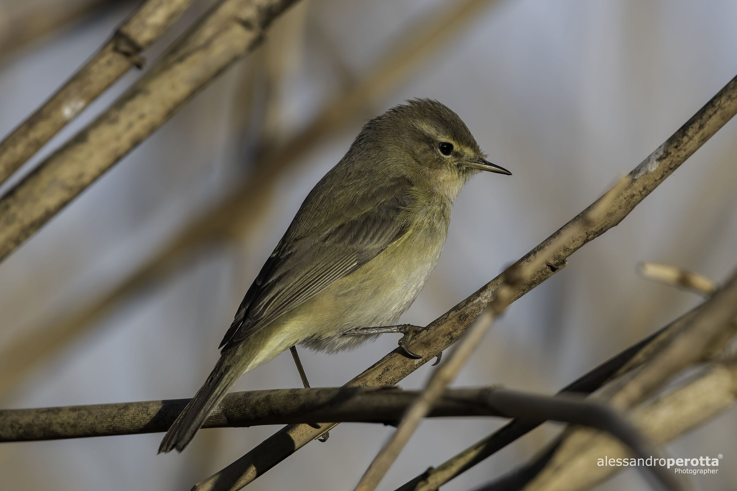 Phylloscopus collybita