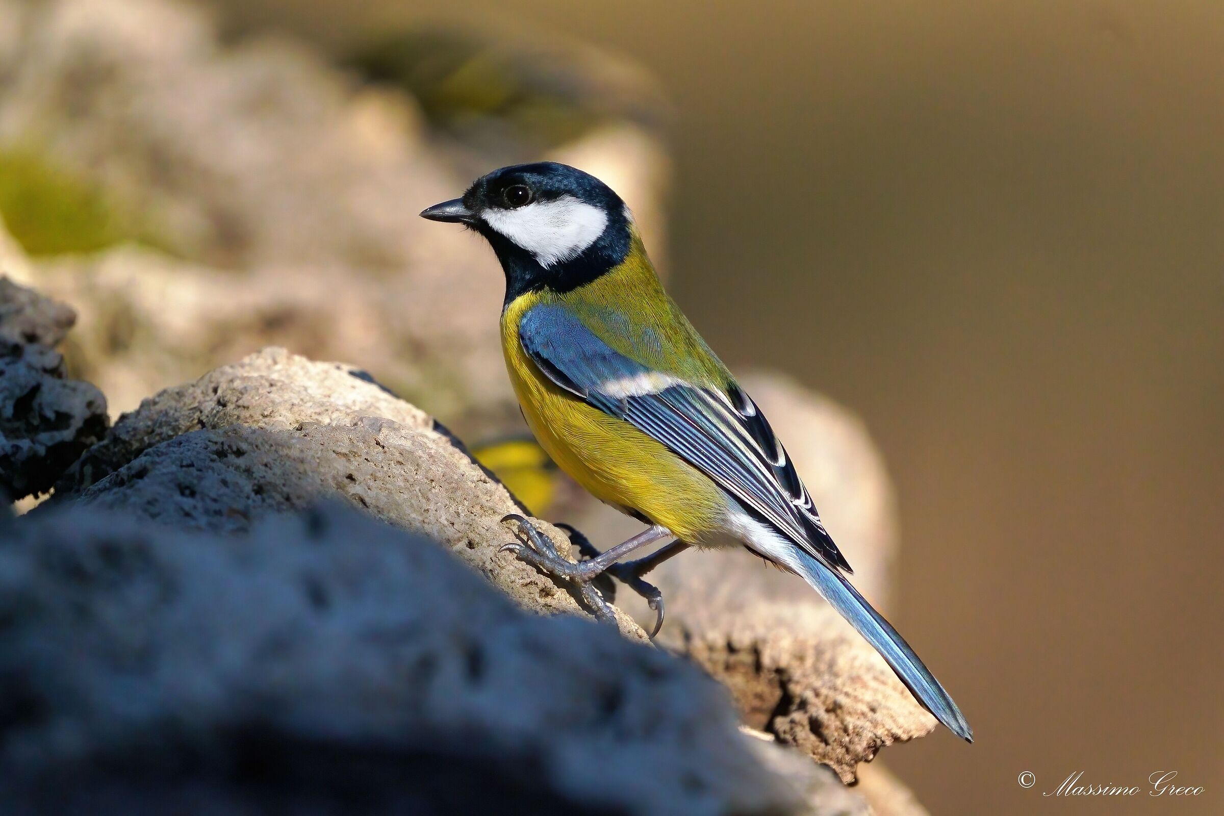 Great (Parus major)