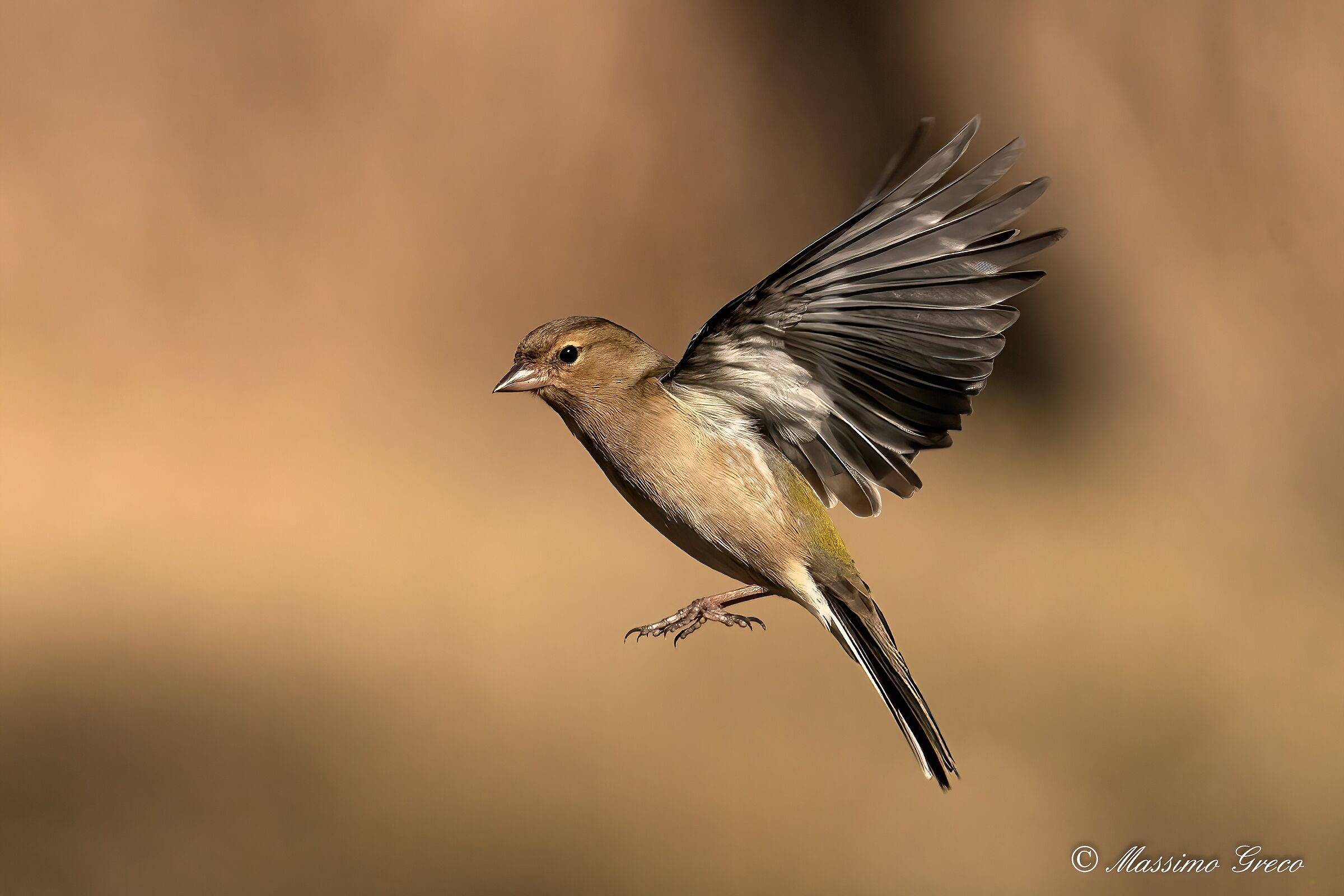 Chaffinch (Fringilla coelebs)