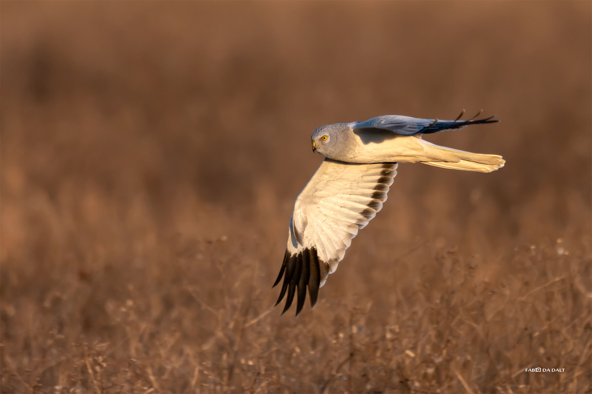 Hen harrier