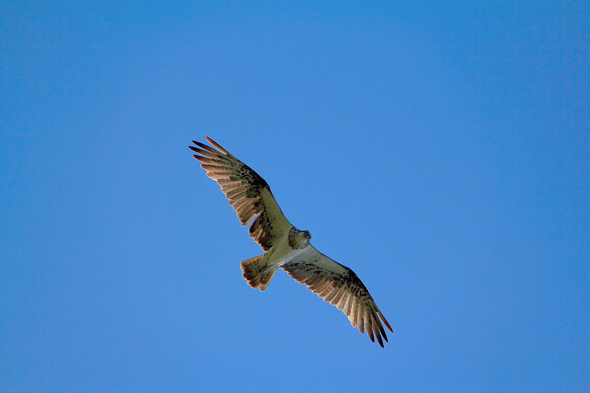 Osprey