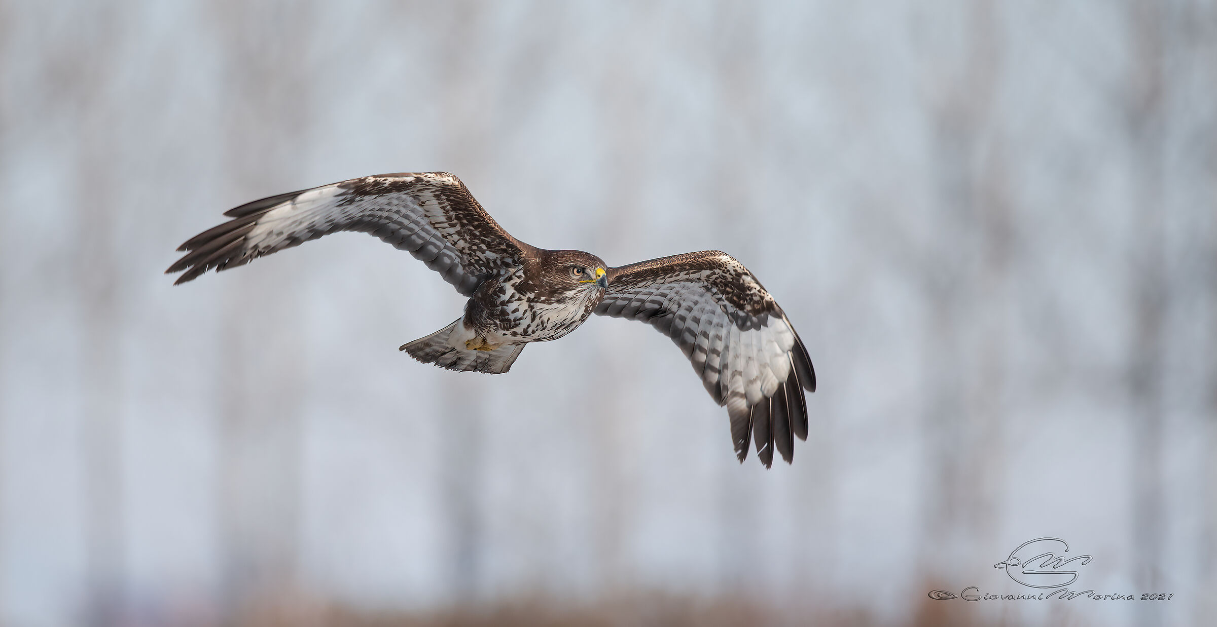 Buzzard
