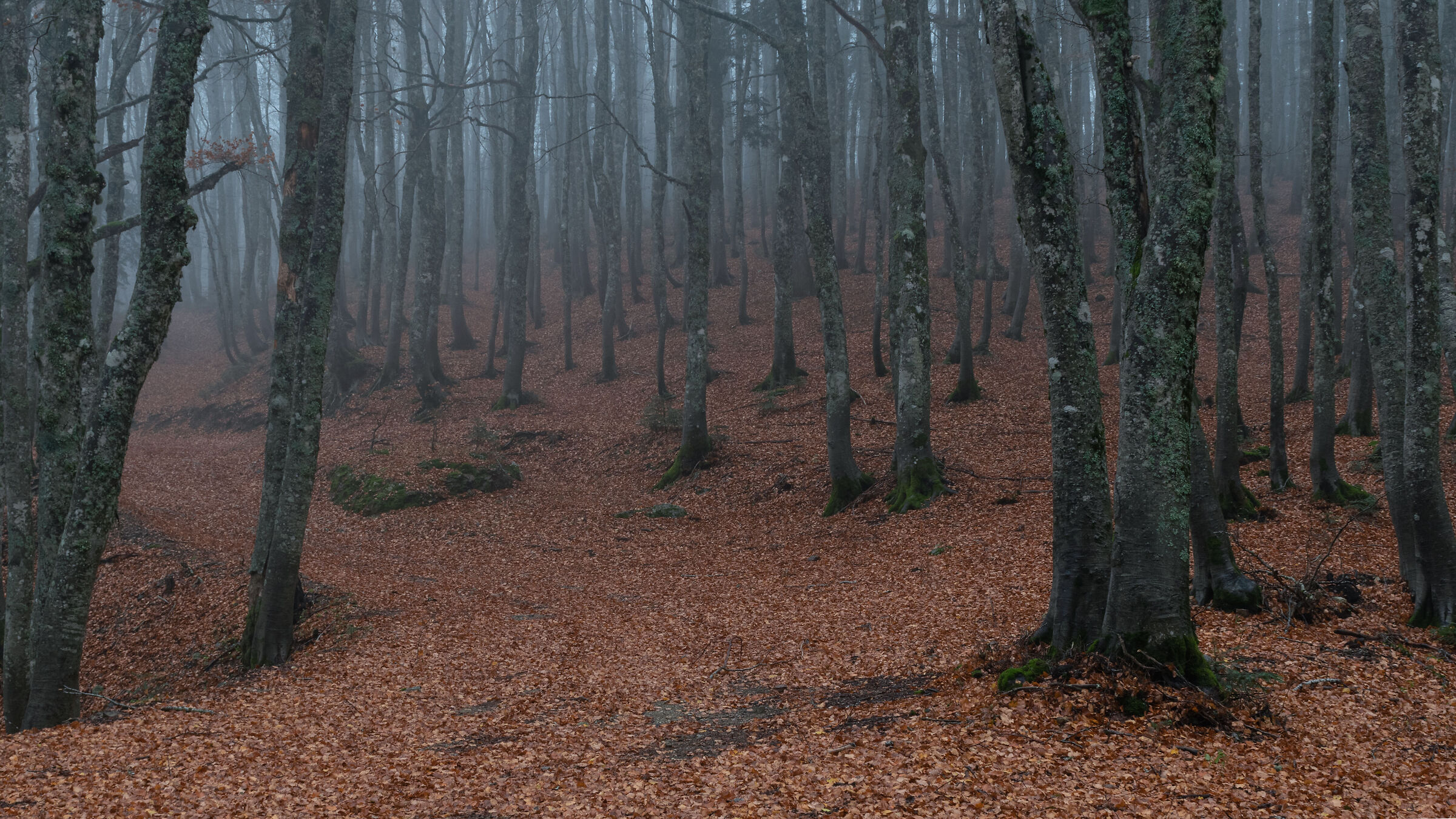 Misty beech forest